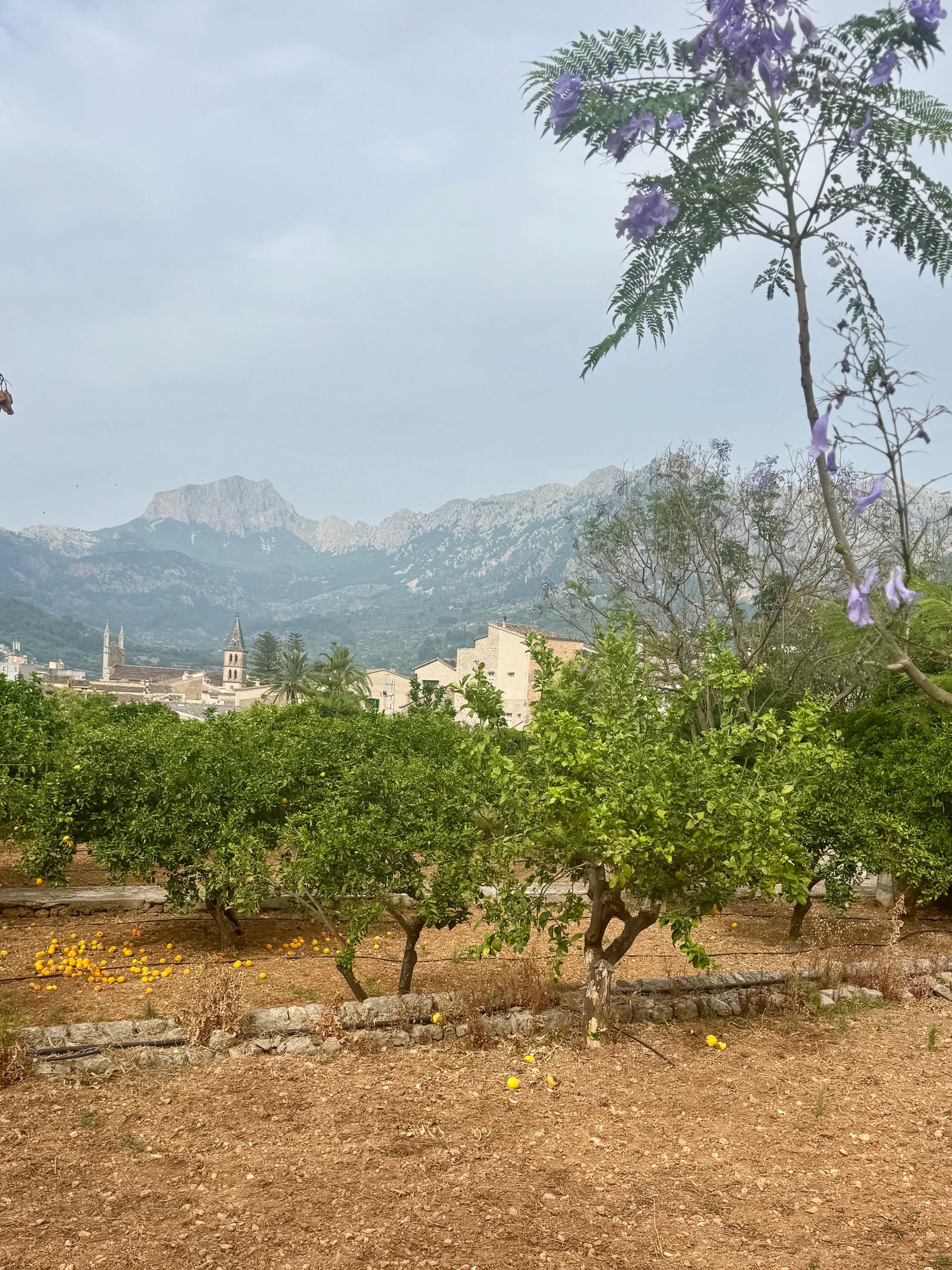 A grove of citrus trees with the town of Sóller and mountains in the background in Majorca, Spain.