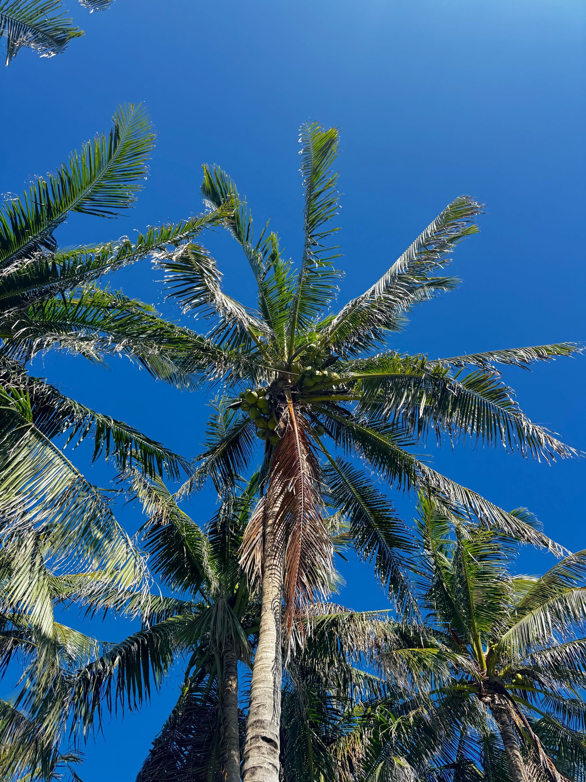 Palm trees against a bright blue sky, sunlight reflecting off the leaves.