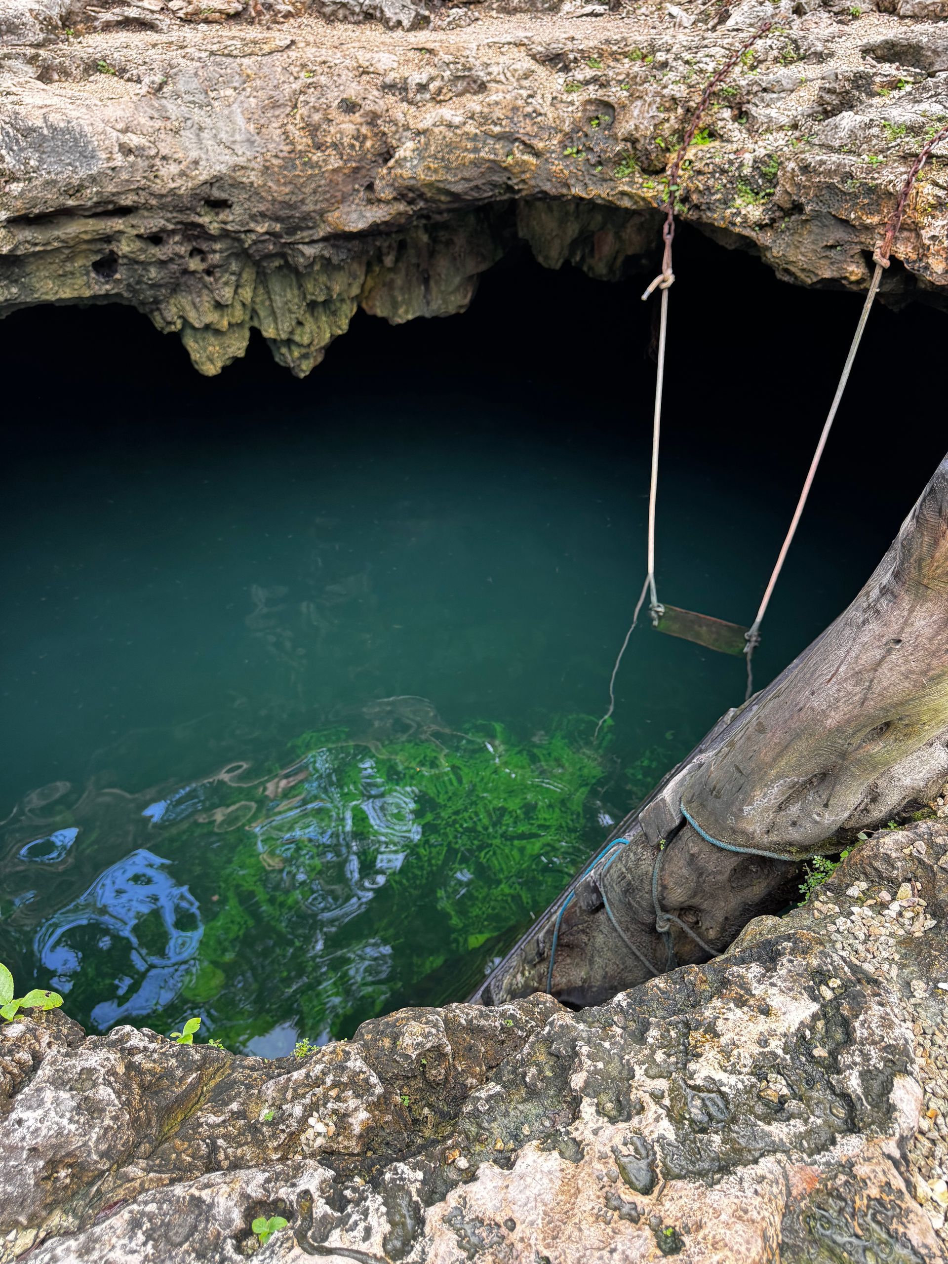 There is a swing in the middle of Cenote Calavera in Tulum, Mexico.
