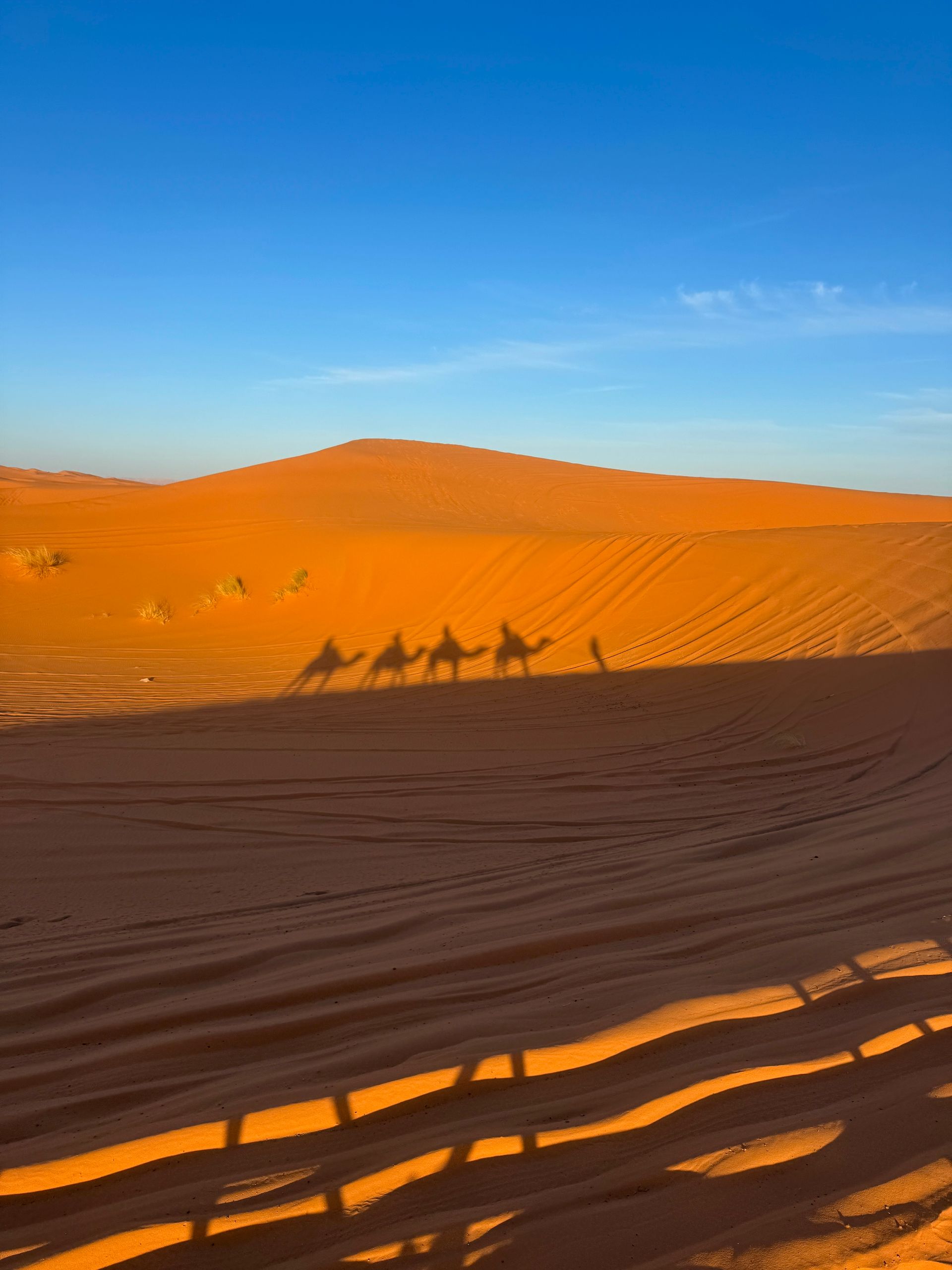 Sahara Desert landscape with camel shadows, golden sand dunes, and a clear blue sky.
