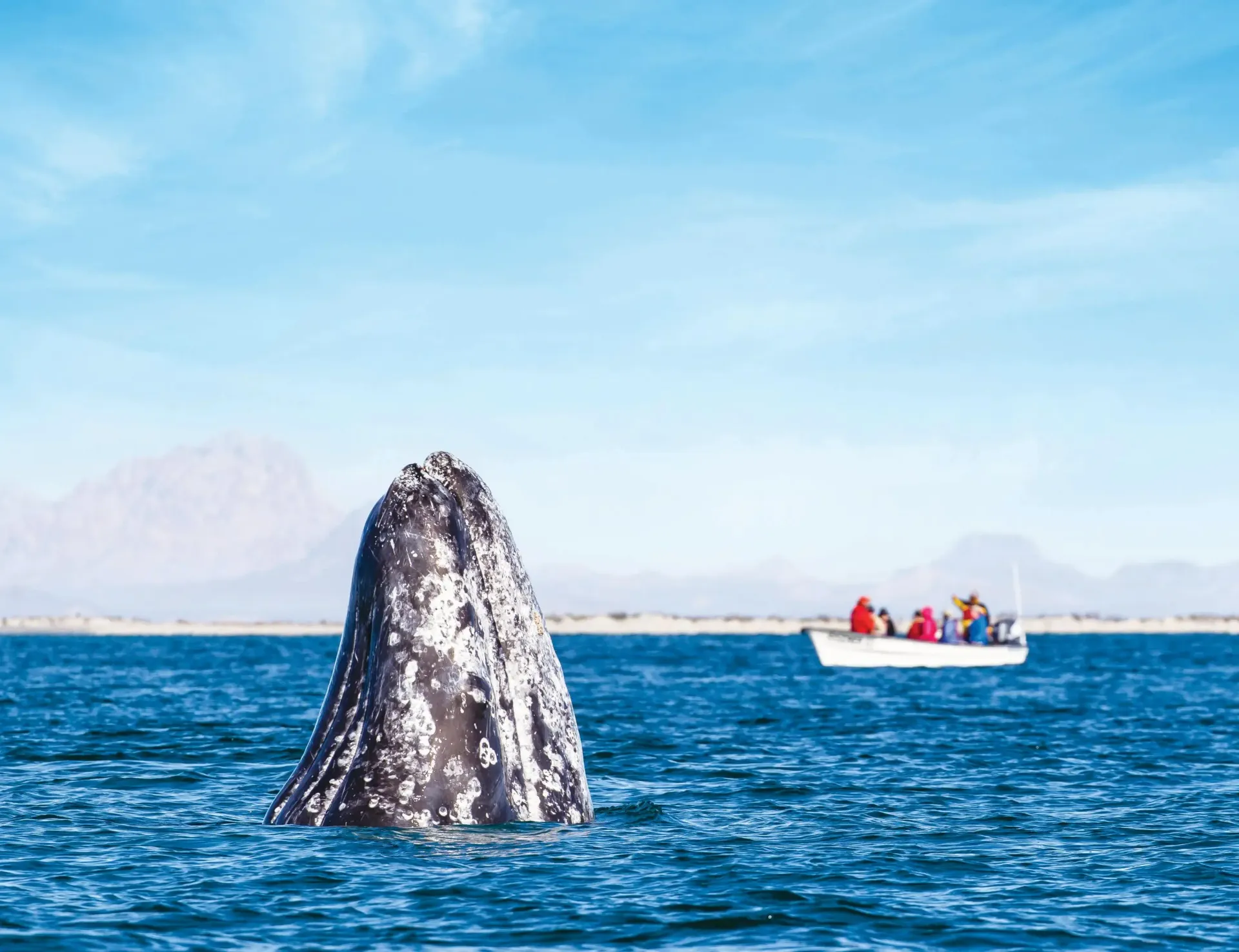 A whale is swimming in the ocean with a boat in the background in Baja California on Lindblad Expedition Cruise.