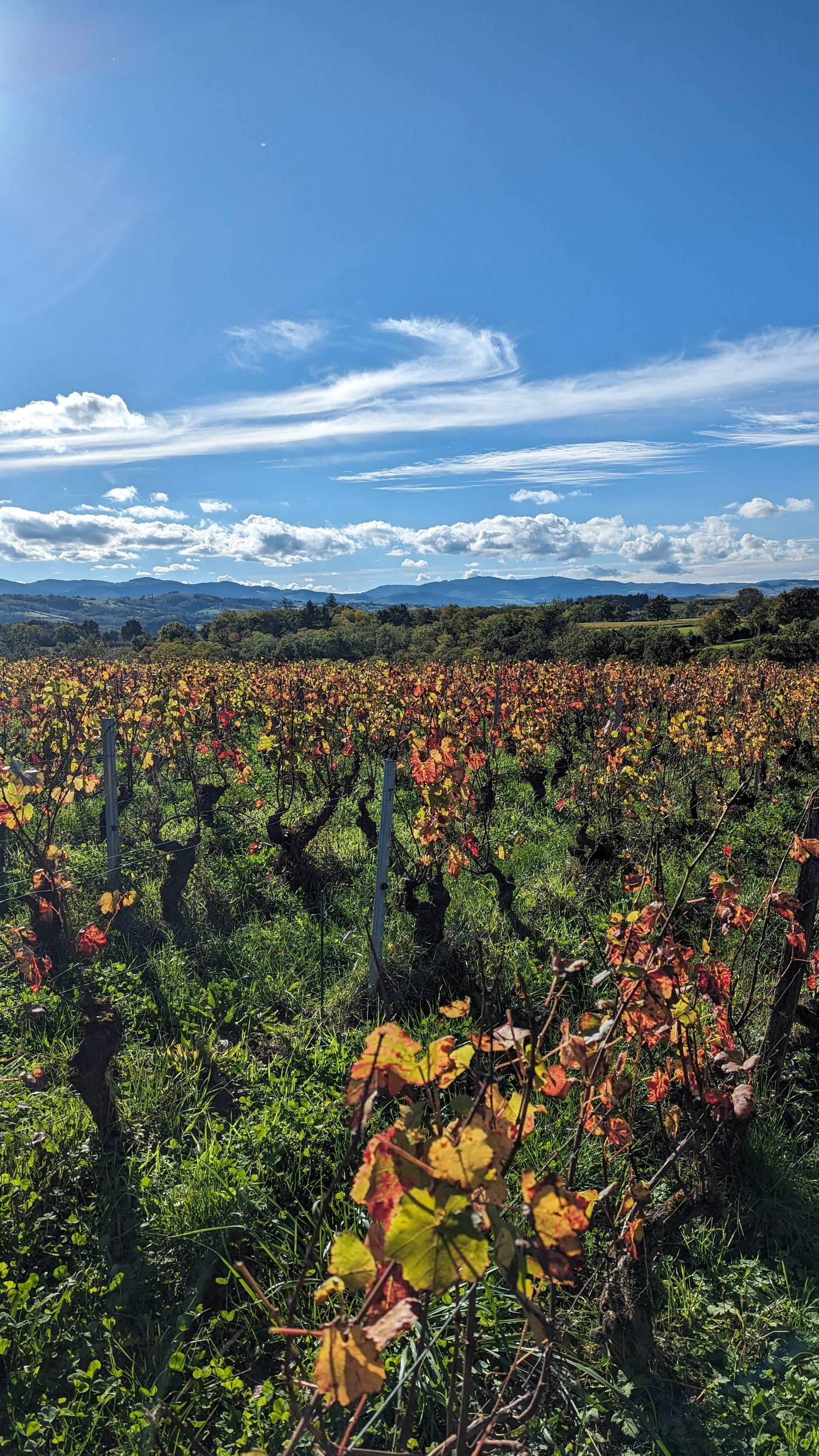Vineyard with colorful autumn leaves under a blue sky with scattered clouds, distant mountains.