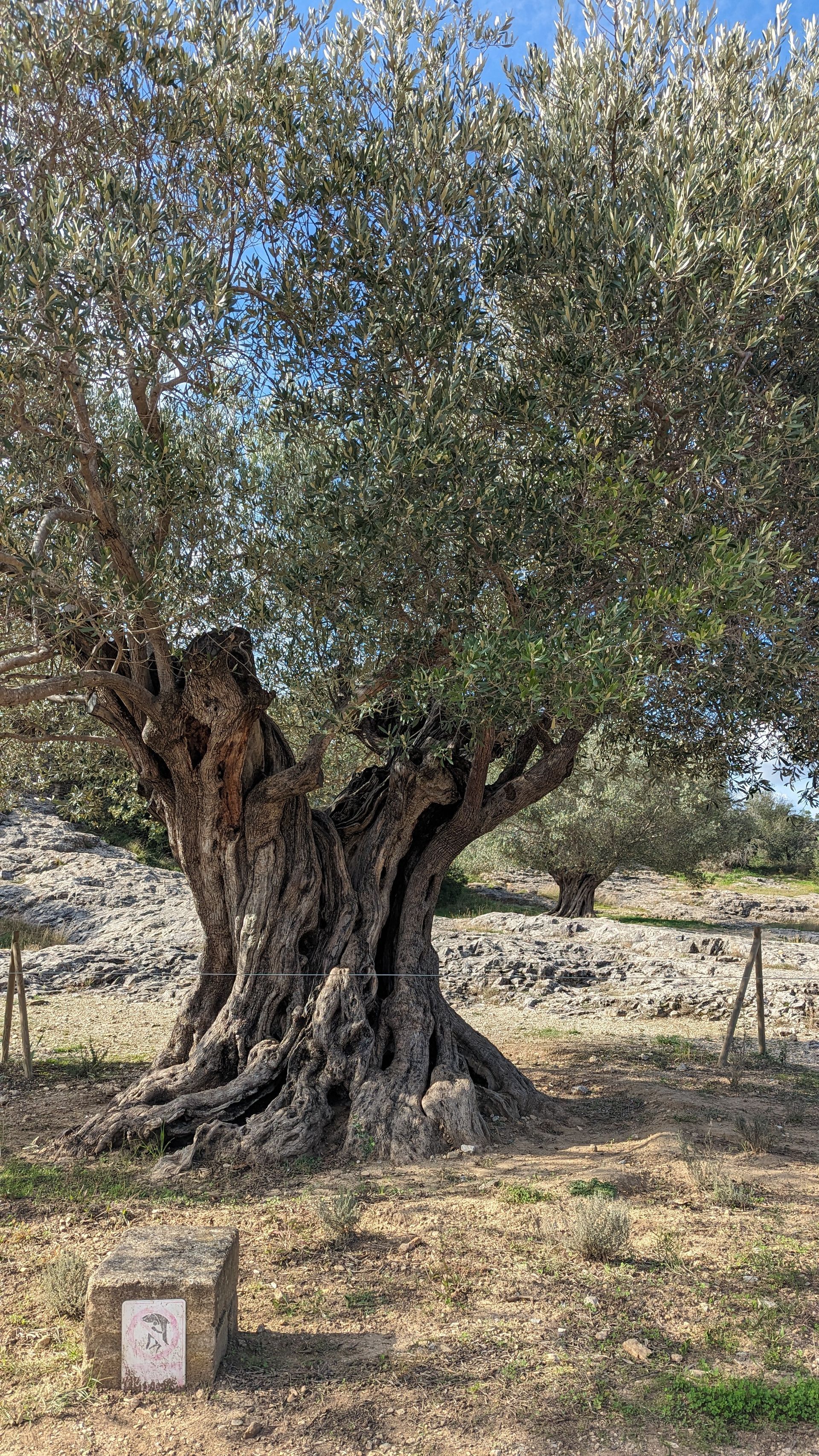 Ancient olive tree with a gnarled trunk and green foliage, growing in a field.