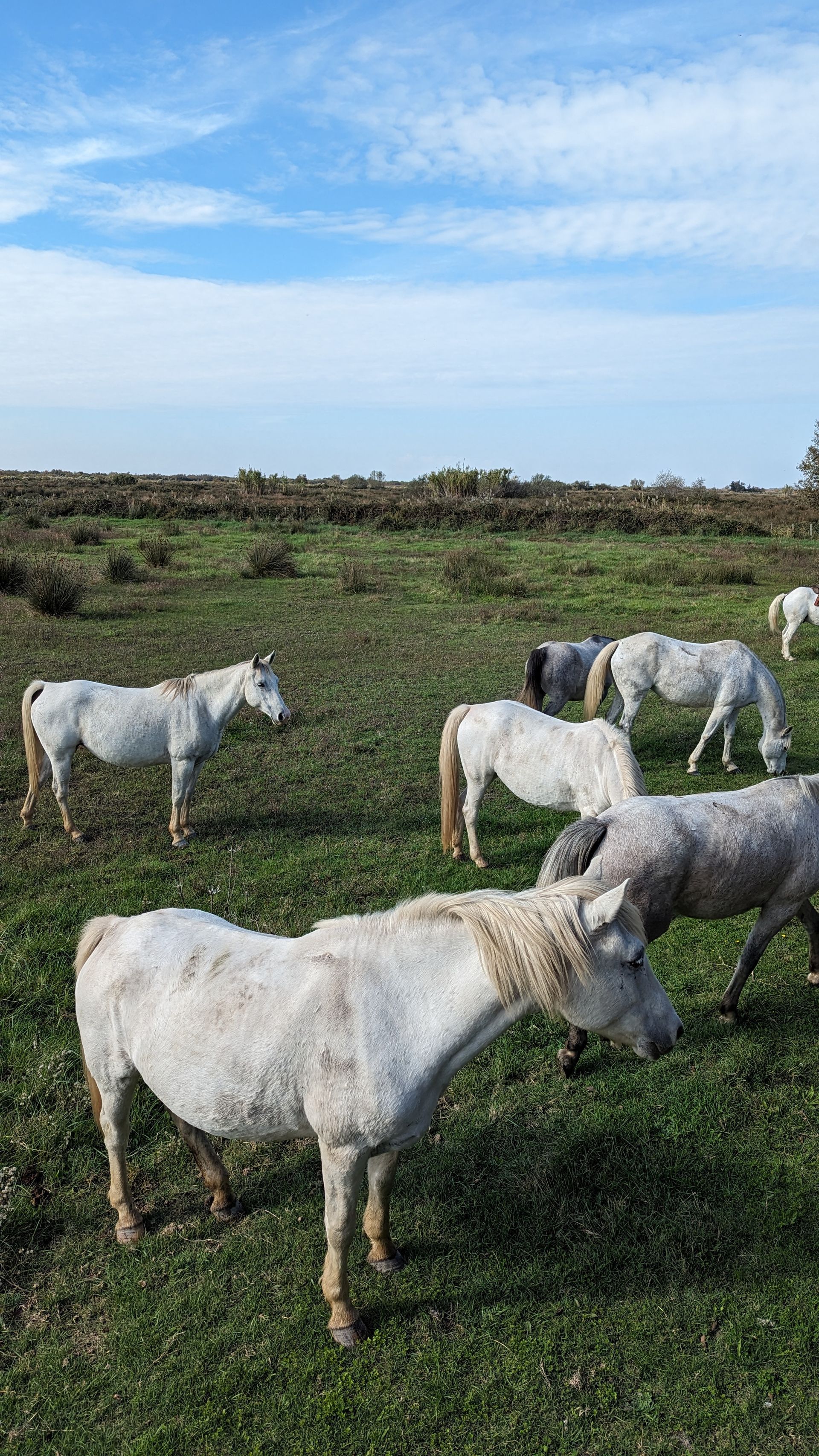 White horses grazing in a green field under a blue sky.
