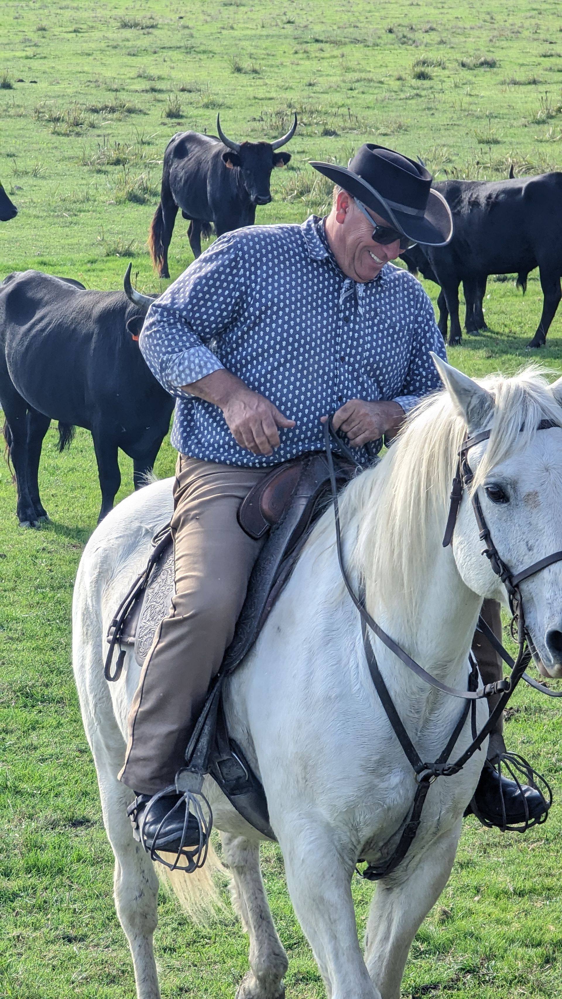 Man on white horse in field with black cattle. Man wears cowboy hat and blue shirt.