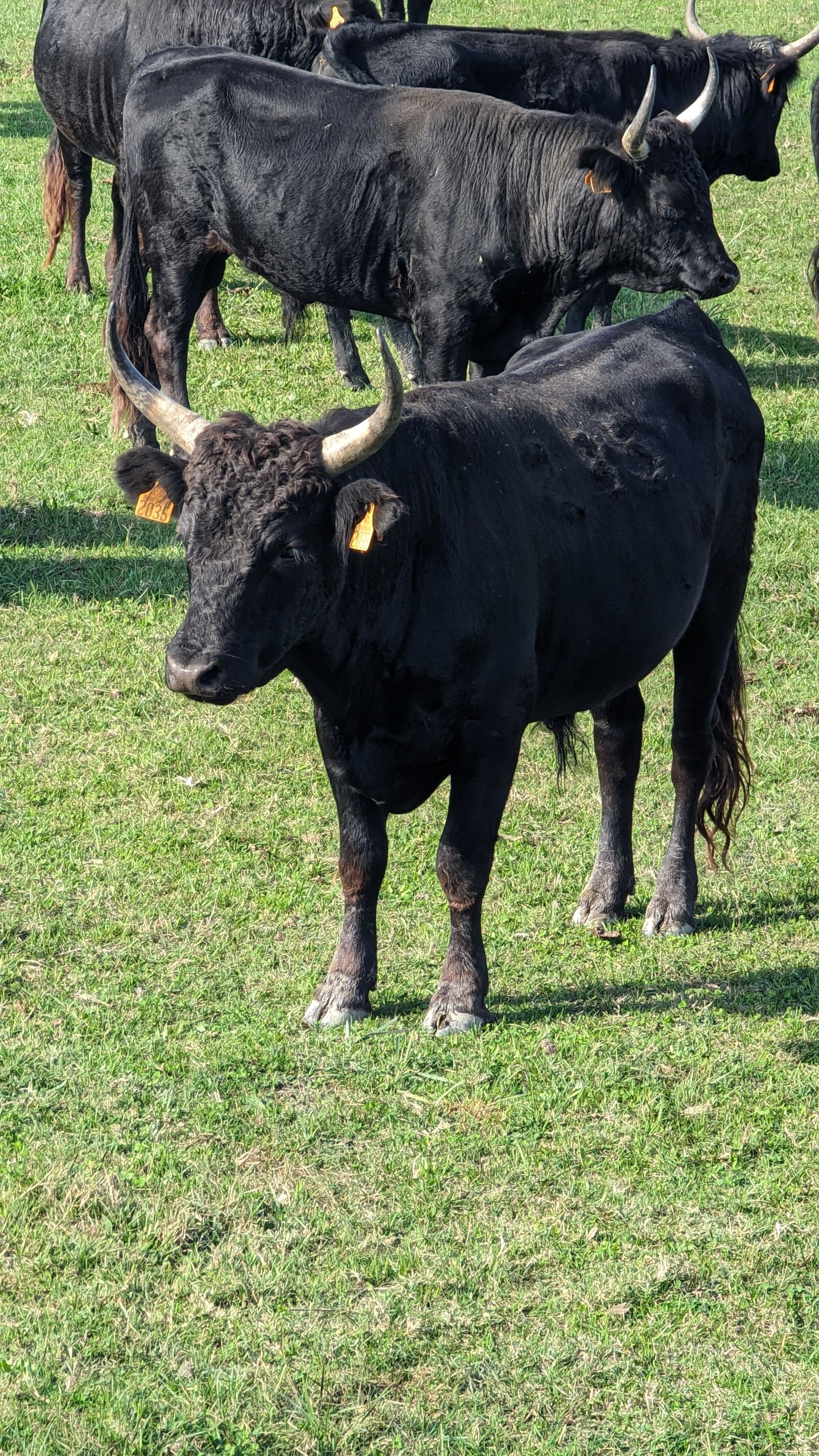 Black bulls with horns in a grassy field.