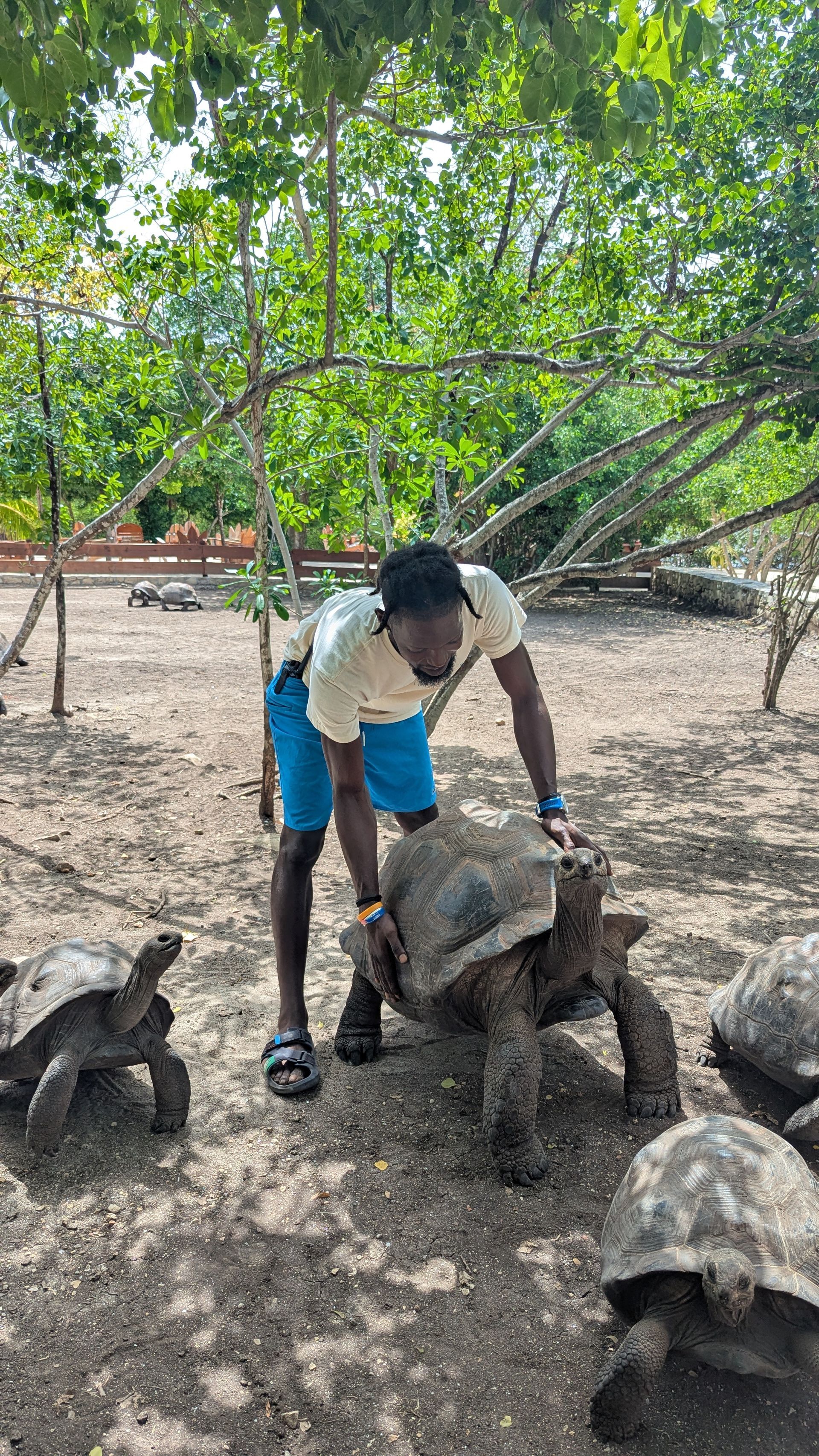 Man touching a large Galapagos tortoise, with other tortoises nearby, under trees in dirt.