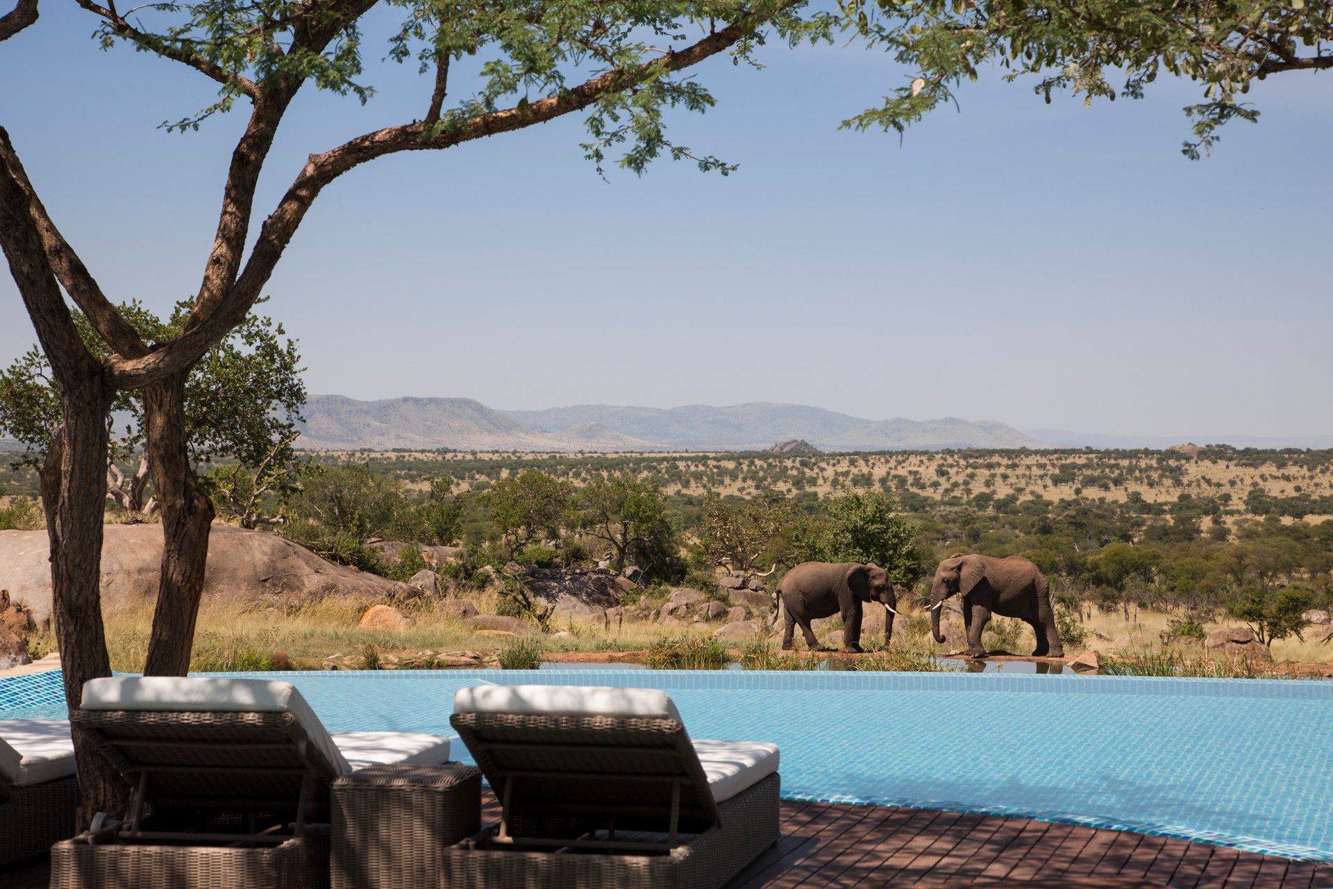 Two elephants are standing in the water near a swimming pool in Serengeti, Africa at the four seasons.