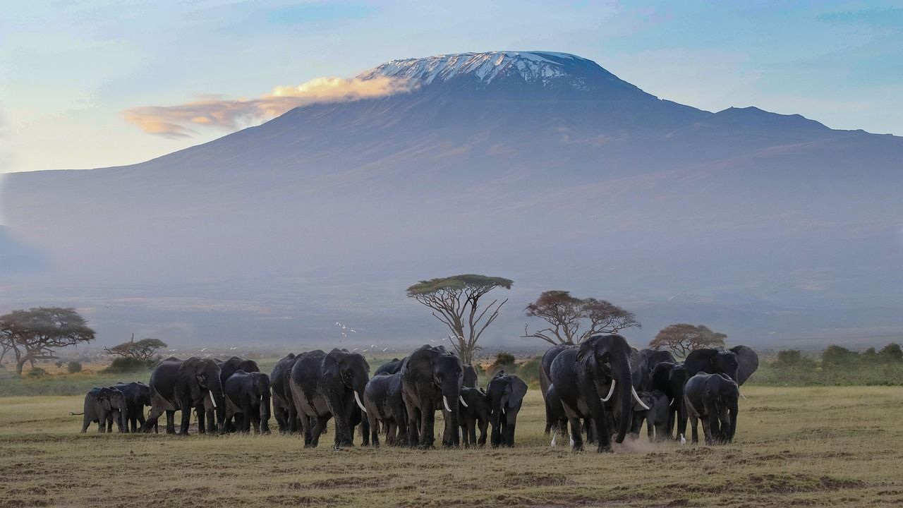 A herd of elephants standing in a field in Africa with Mount Kilimanjaro
in the background.