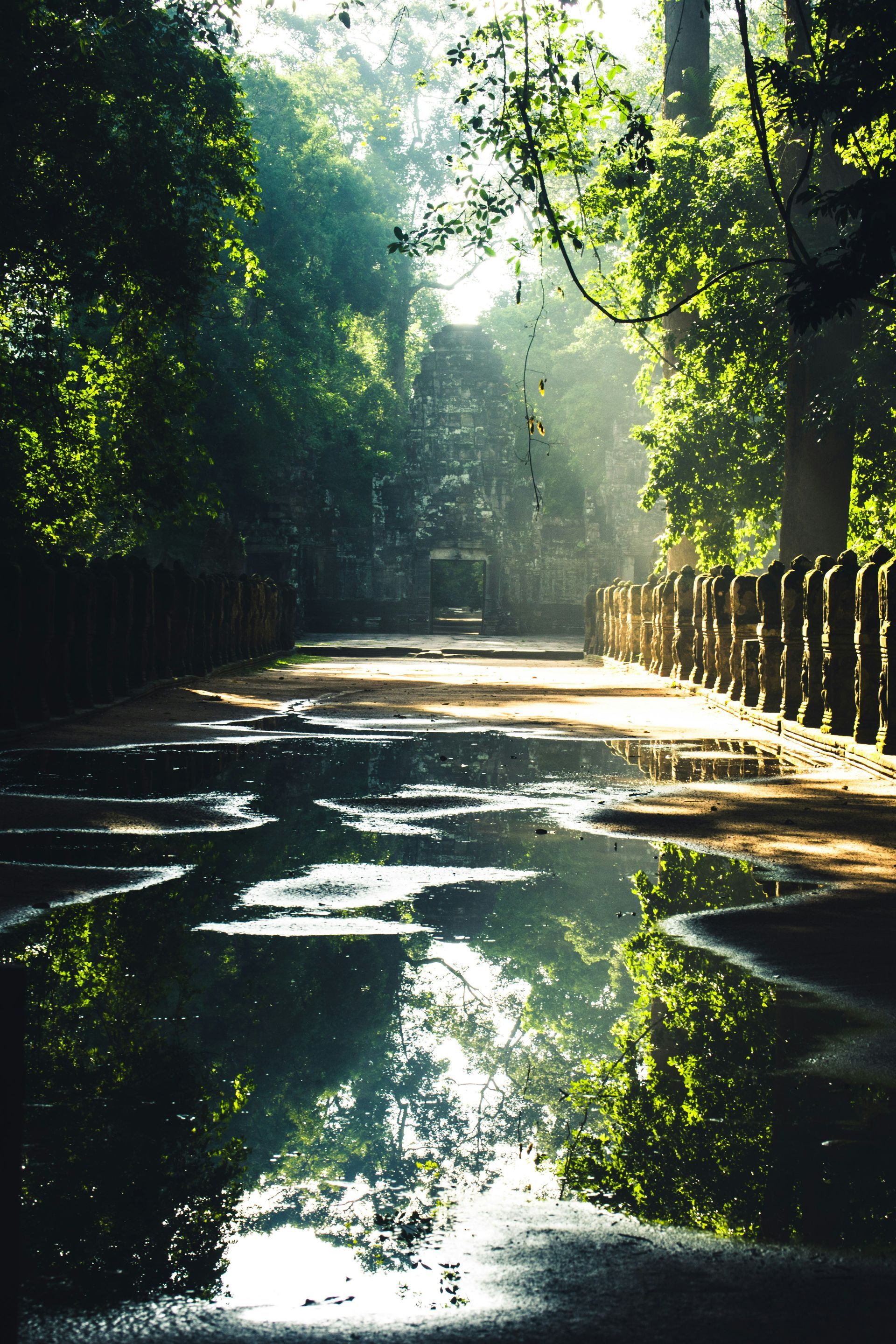 Sunlight streams through trees, reflecting in puddles on a path in Siem Reap, Cambodia.