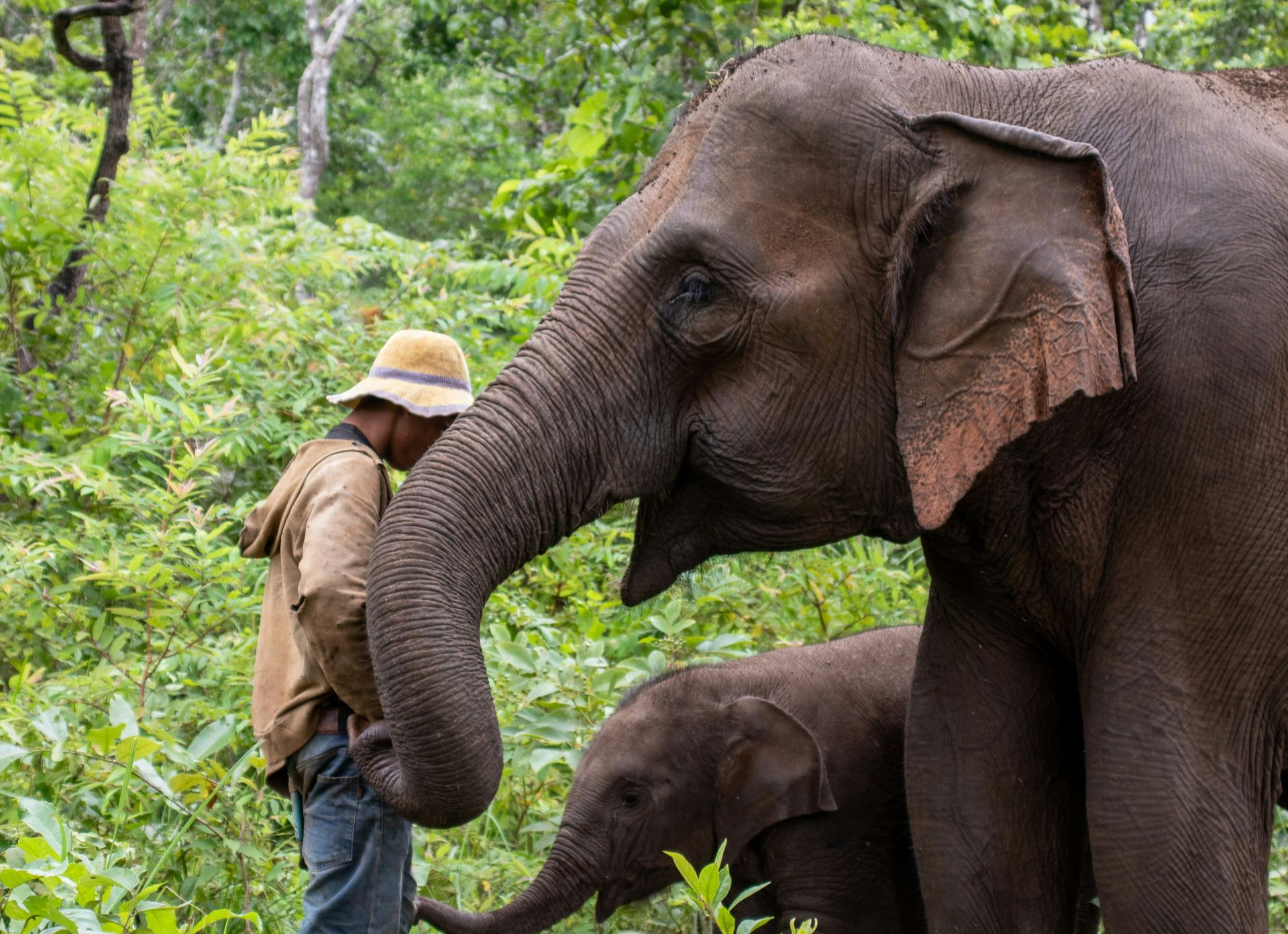 Man in hat interacts with an adult elephant and calf in a lush green forest in Laos.
