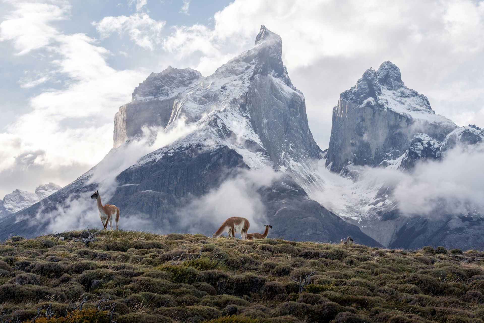 Guanacos graze on a grassy hill with snow-capped, jagged mountains and clouds in the background in Torres del Paine, Chile.