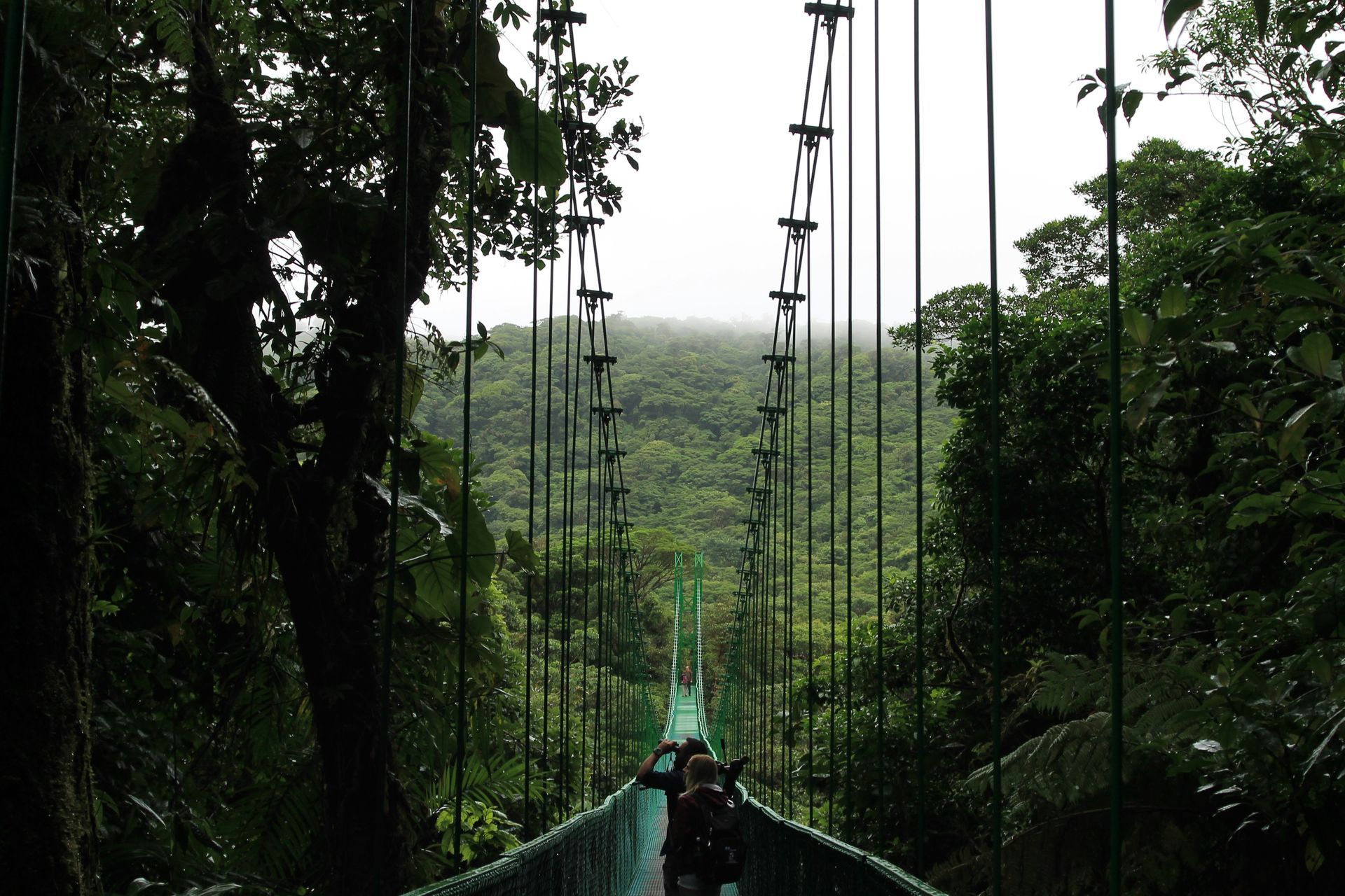 A suspension bridge high in a lush, green rainforest over a dense canopy in the Monteverde Cloud Forest, Costa Rica.