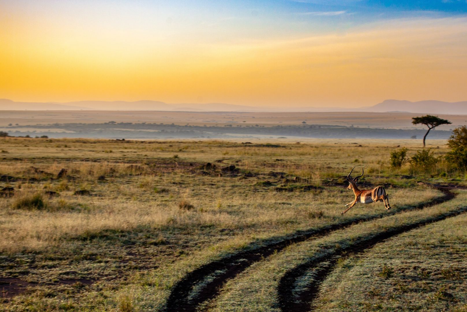 A gazelle running on a dirt path through a savanna at sunrise in Kenya.