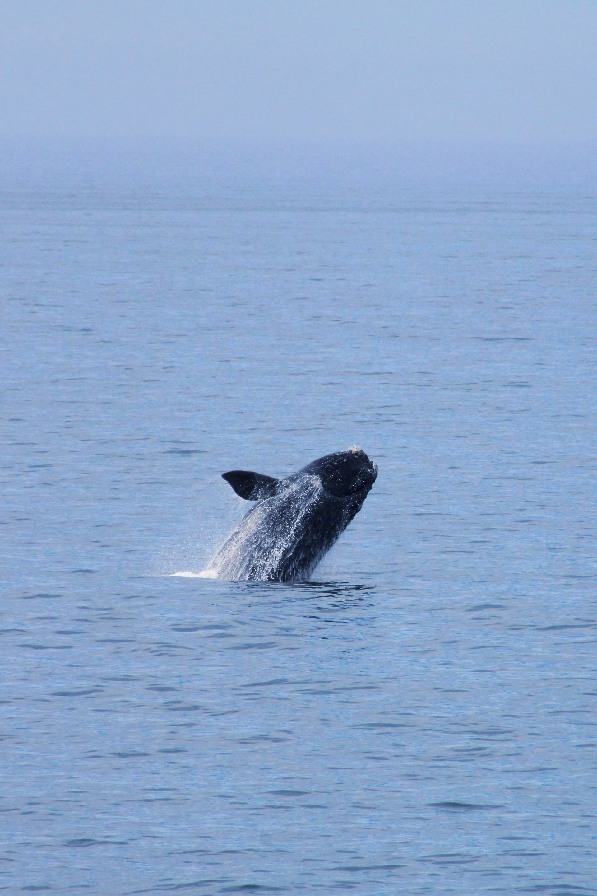 A whale breaching the ocean's surface, its dark body contrasting with the blue water in Hermanus, South Africa.