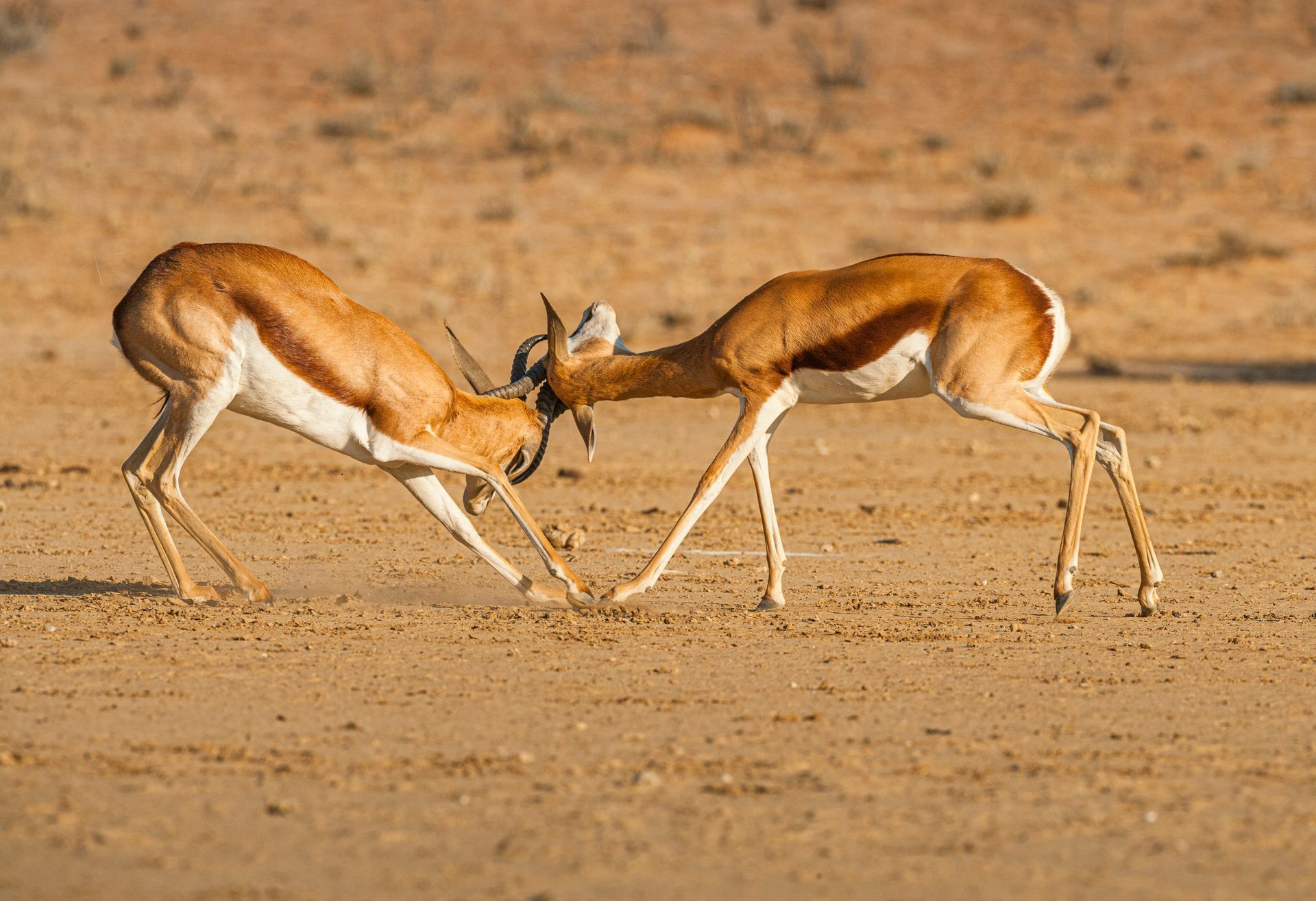 Two springboks, facing each other, lock horns in a sandy at Kgalagadi Transfrontier, Botswana.
