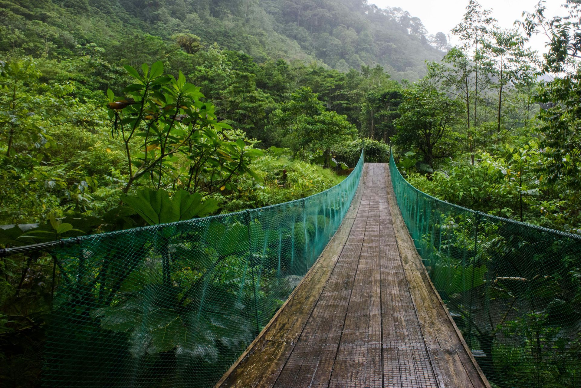 Wooden suspension bridge in a lush rainforest, green netting in the Monteverde Cloud Forest, Costa Rica.