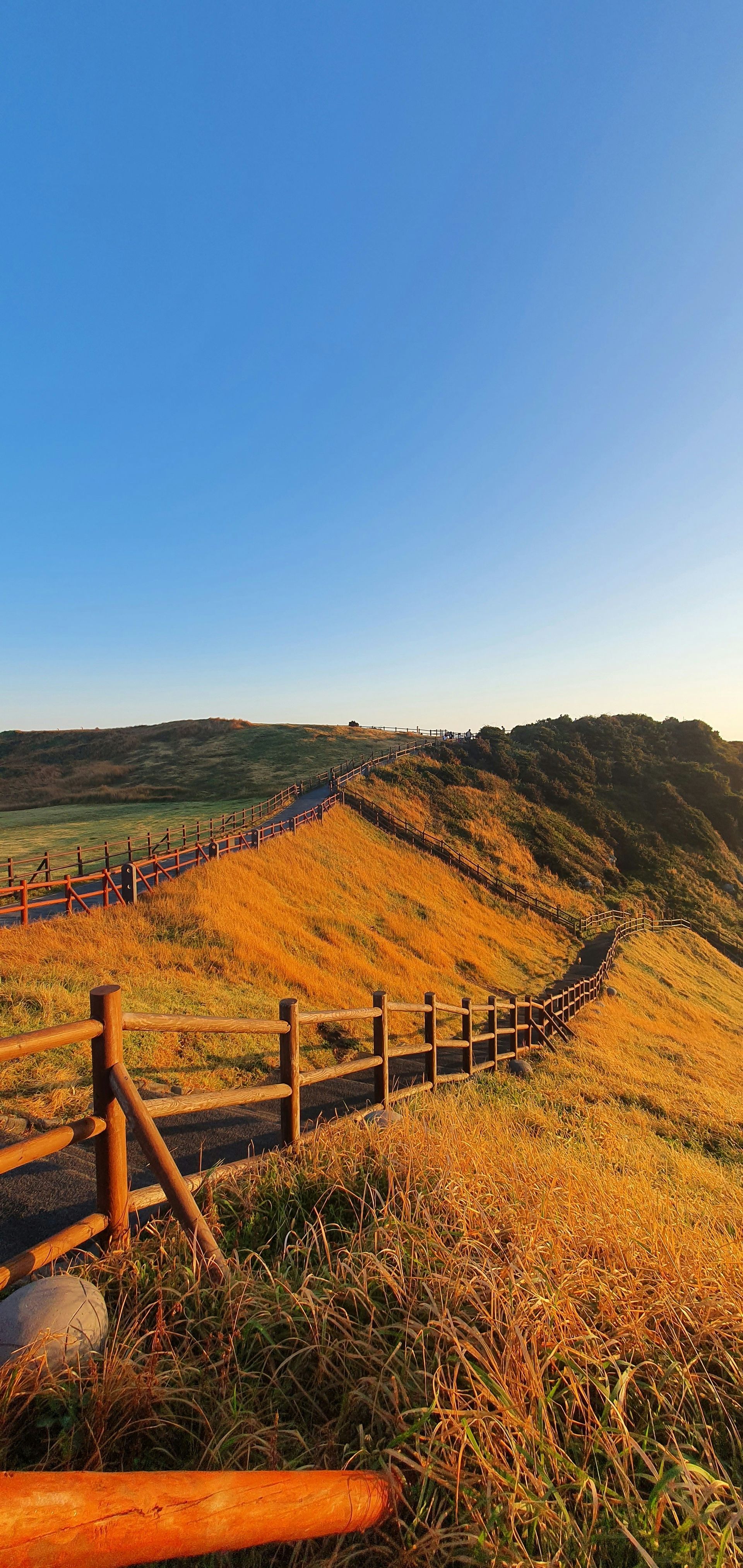 A path with a wooden fence winds through golden fields on Jeju Island, South Korea.