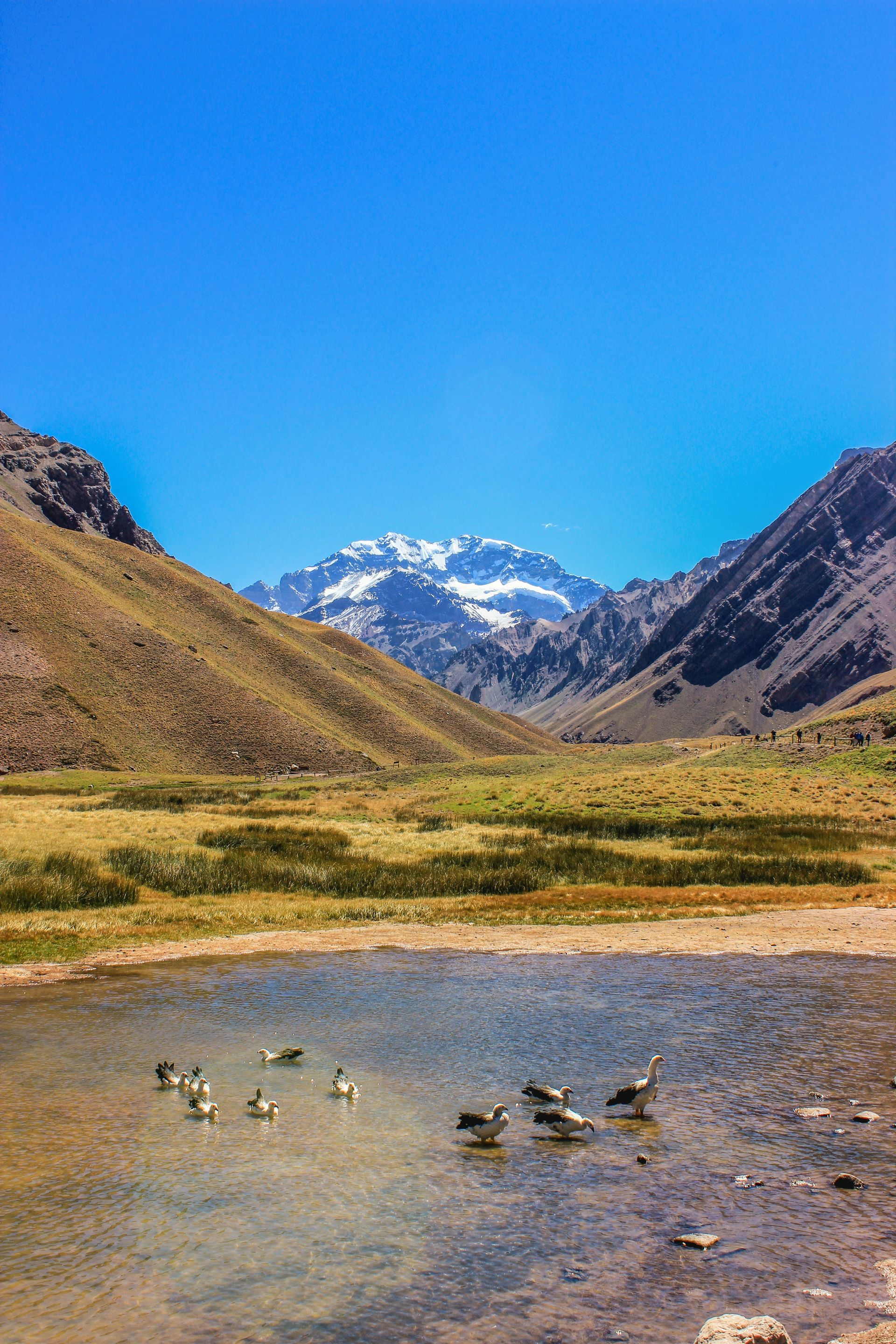 Ducks in a pond with a snow-capped mountain backdrop under a clear blue sky, set in a valley in Mendoza, Argentina.