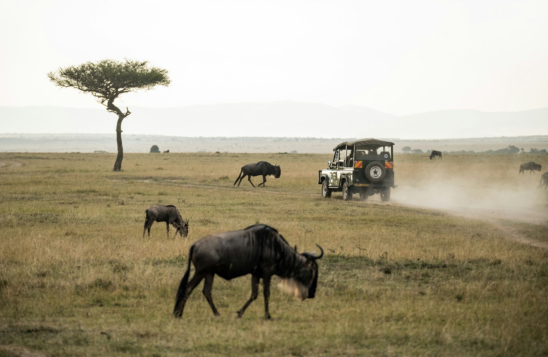 Safari vehicle drives through a savanna, passing grazing wildebeest in Maasai Mara National Reserve, Kenya.