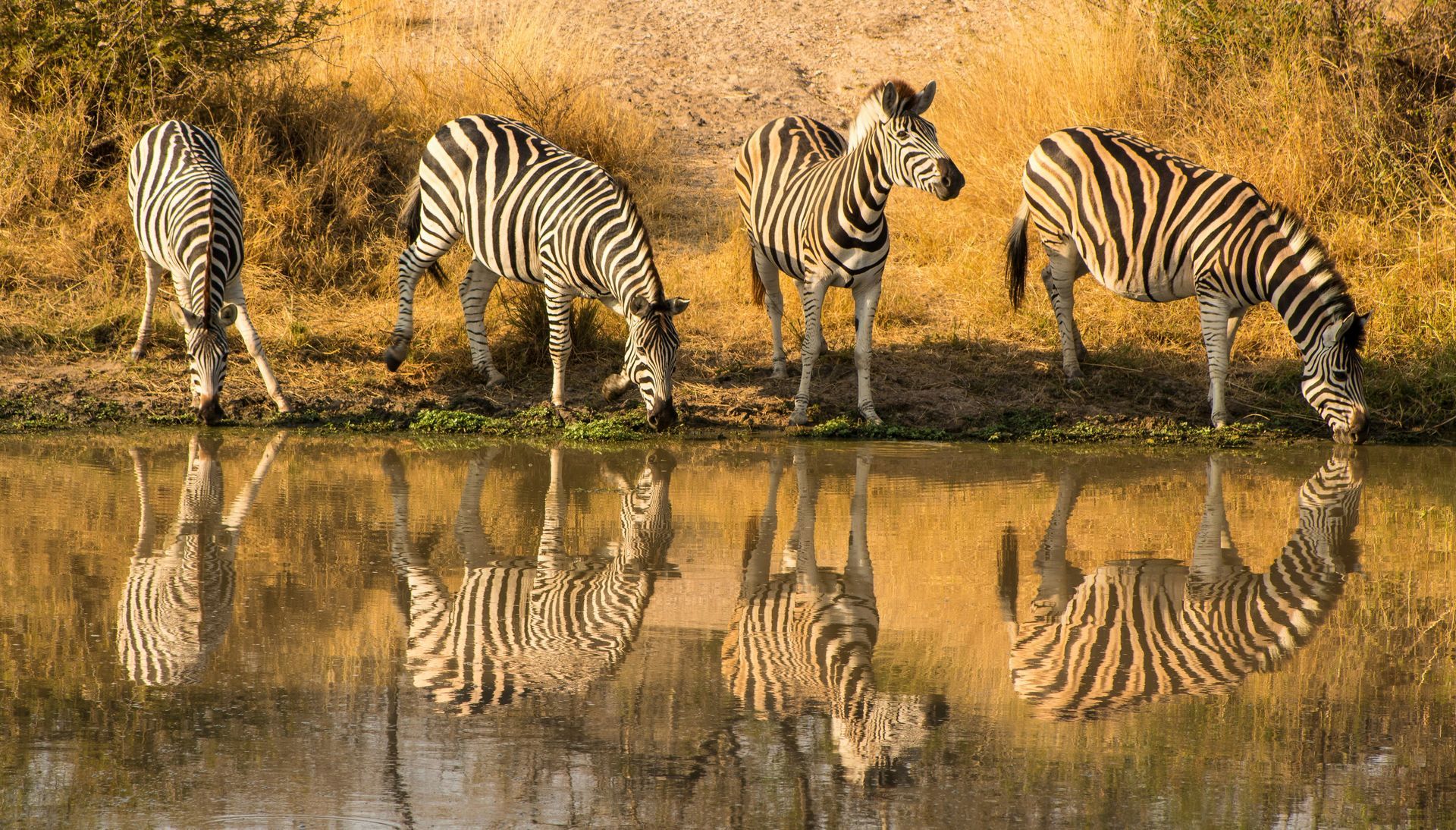 Zebras drinking water from a pond, reflected in the golden water in Kruger National Park, South Africa.