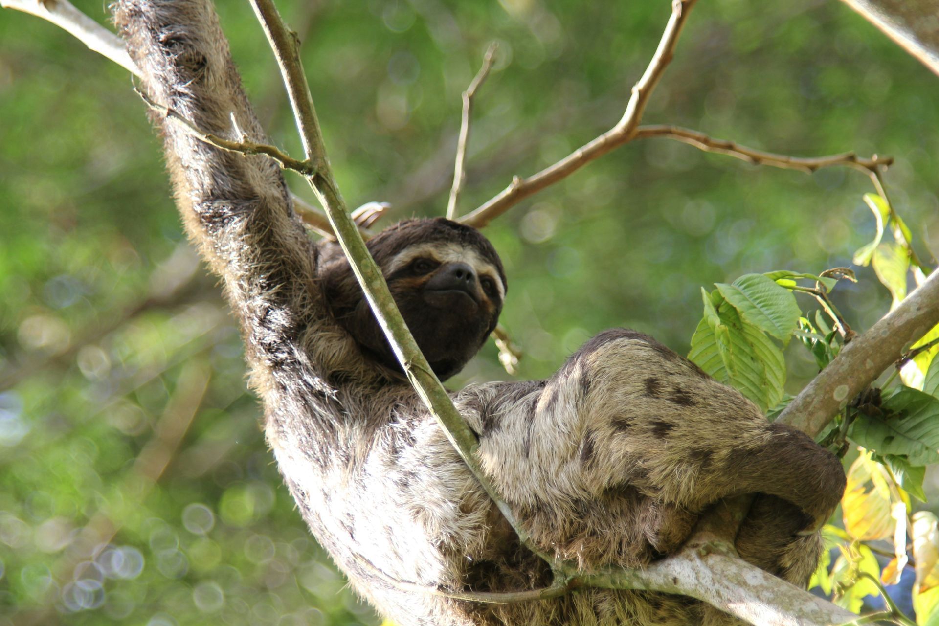 A sloth is hanging from a tree branch in the Amazon Rainforest of Peru.