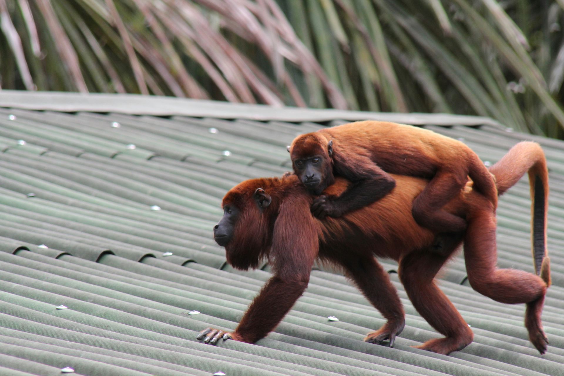A couple of monkeys are walking on a roof in the Amazon Rainforest of Peru.
