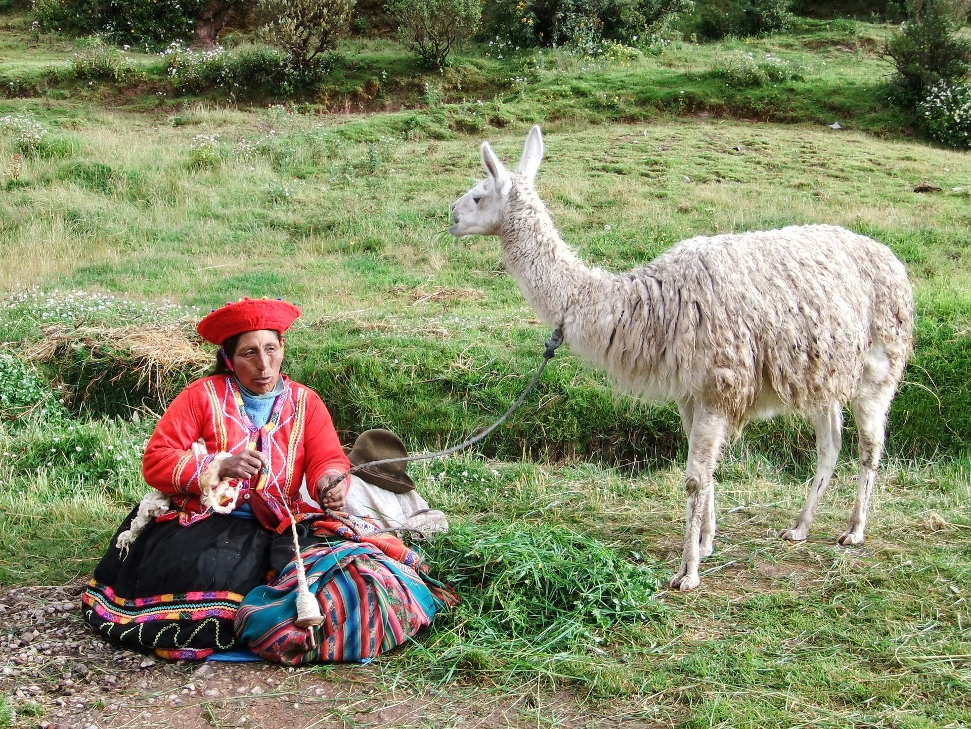 A woman is sitting next to a llama in a field  in the Sacred Valley of Peru.