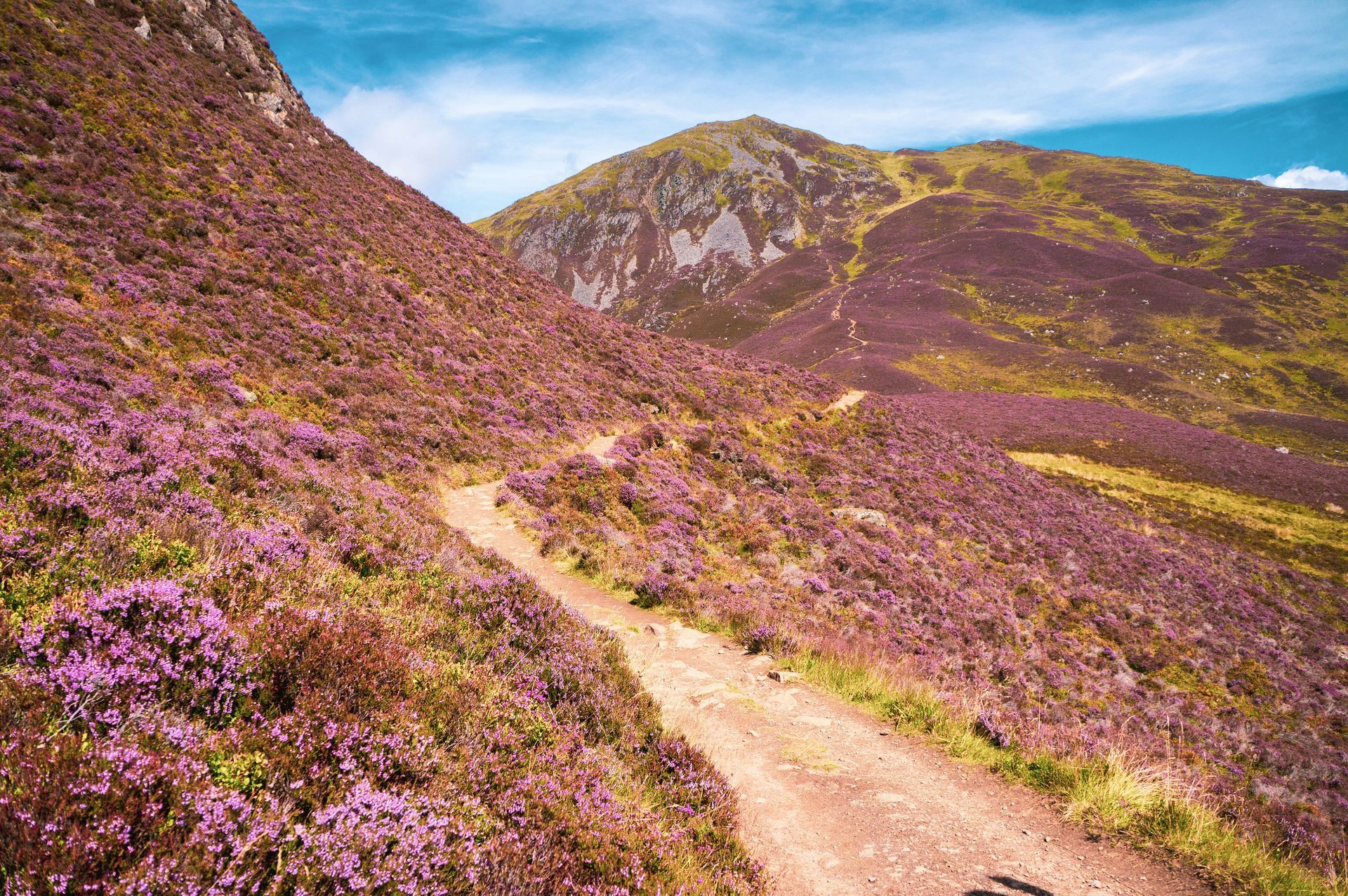 A dirt path winds through purple heather on a mountainside under a blue sky in Cairngorms National Park, Scotland.