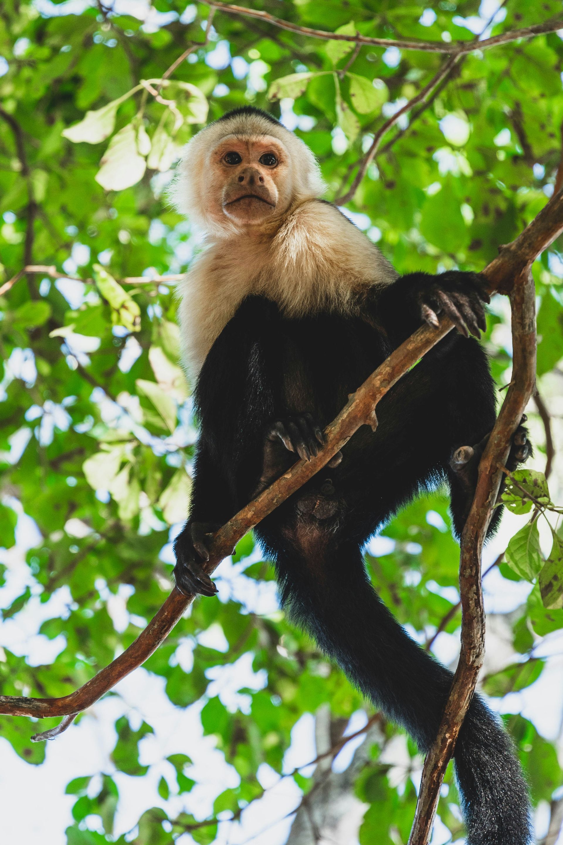 White-faced capuchin monkey perched on a tree branch. It has white face and black body in the Osa Peninsula, Costa Rica.