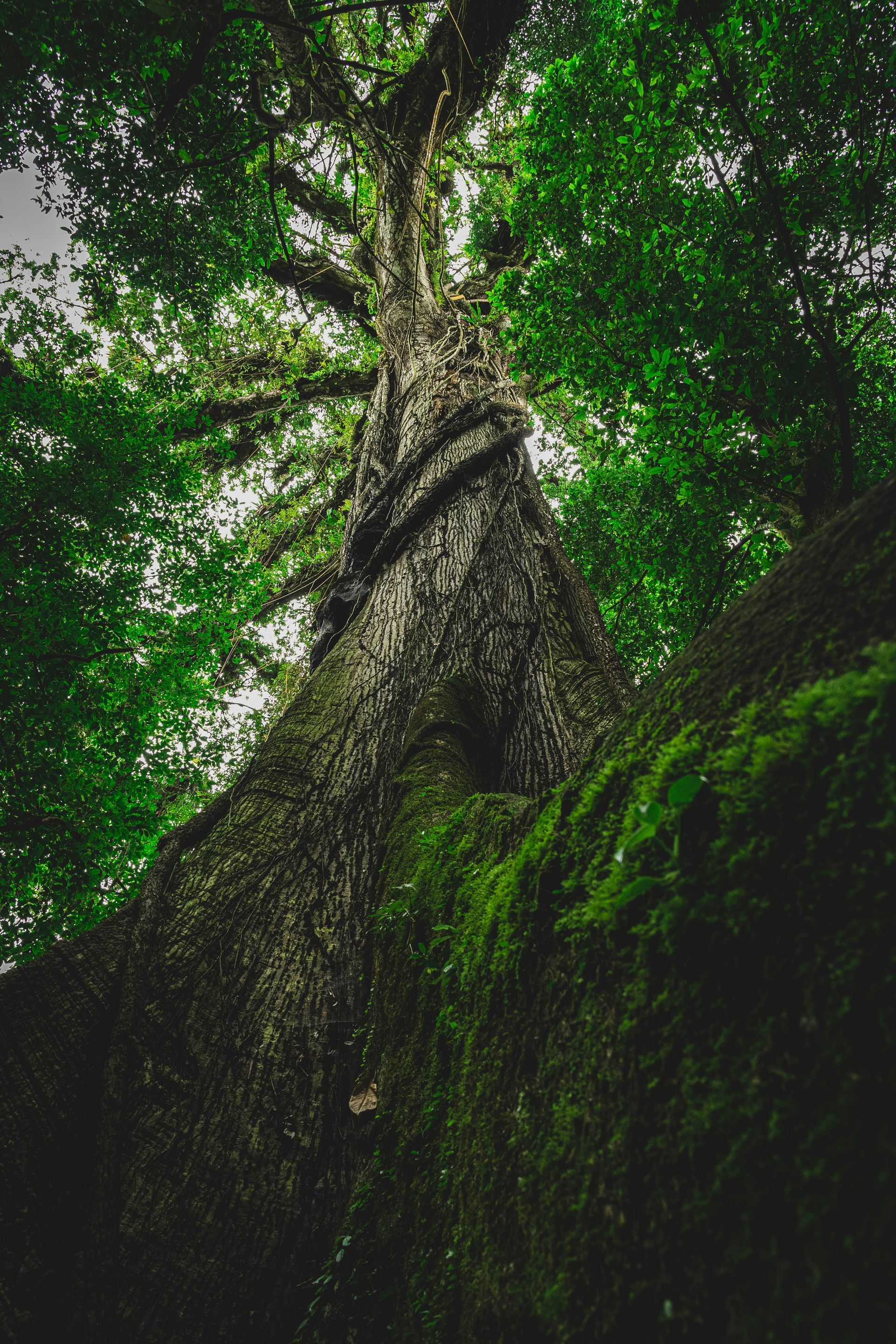 Low-angle view of a tall tree trunk covered in moss. Lush green leaves surround it in the Osa Peninsula, Costa Rica.