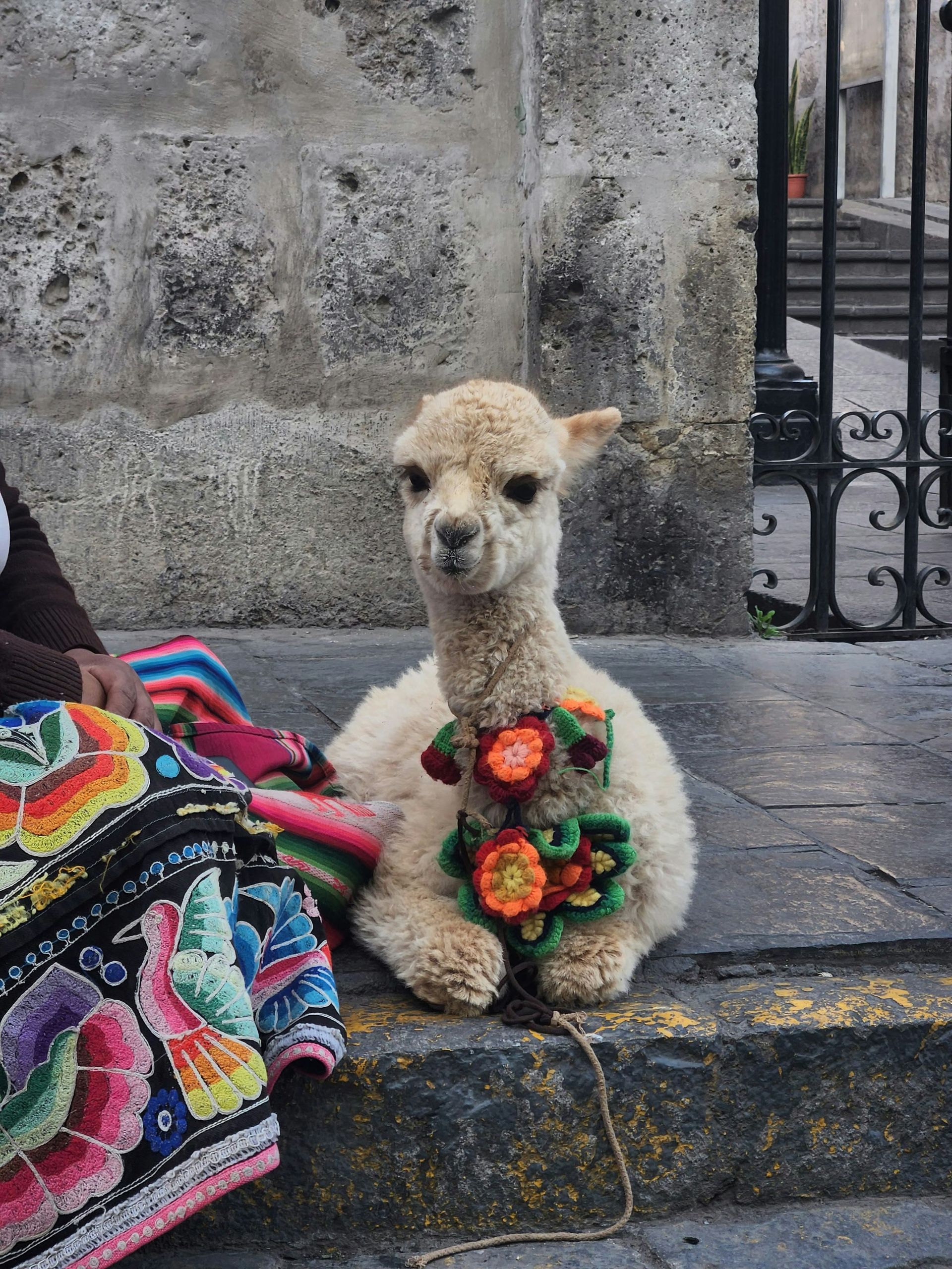 A small alpaca wearing a flower collar is sitting on a sidewalk in Arequipa, Peru.