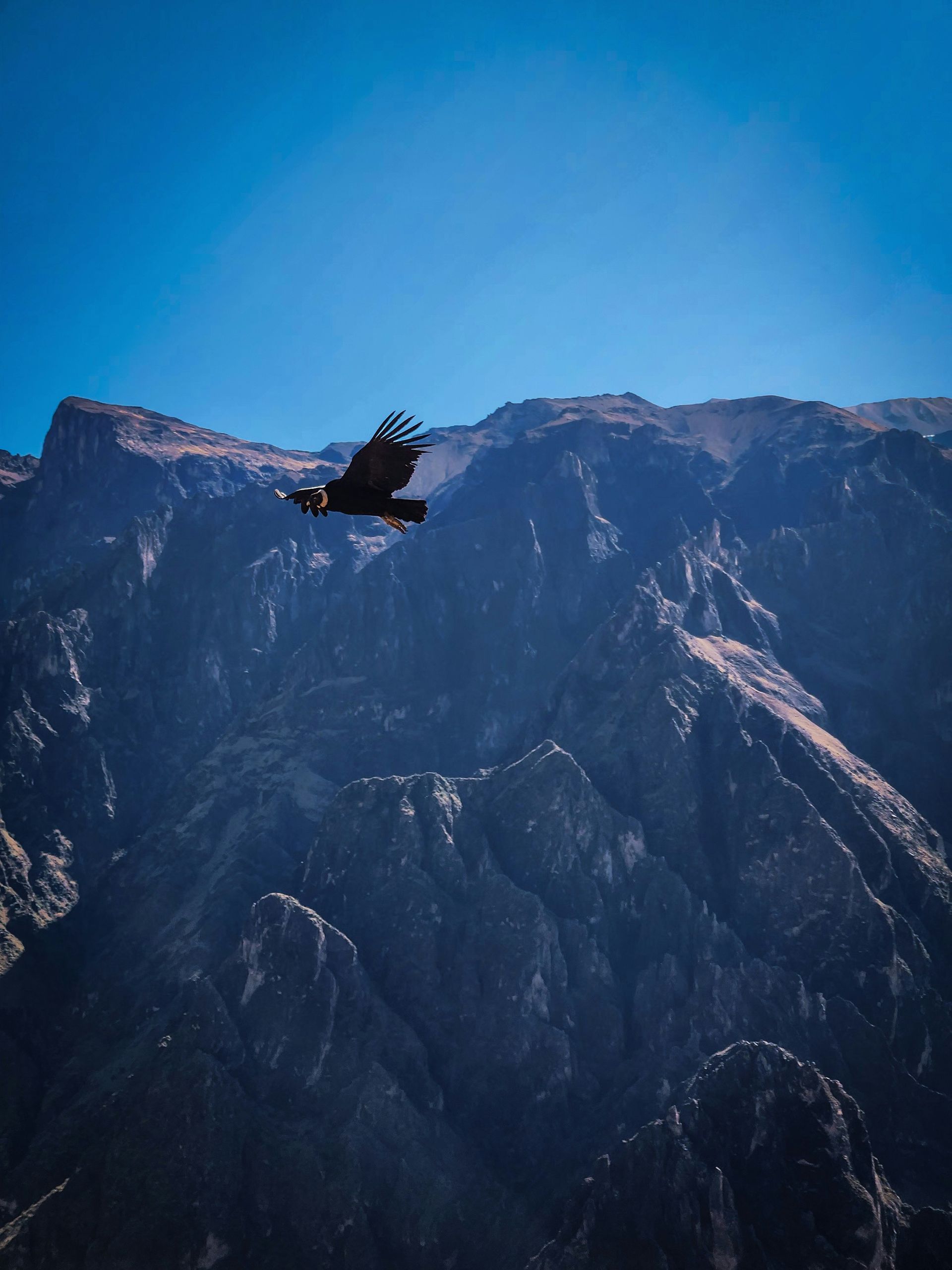 An eagle is flying over a mountain range in the Colca Canyon, Peru.