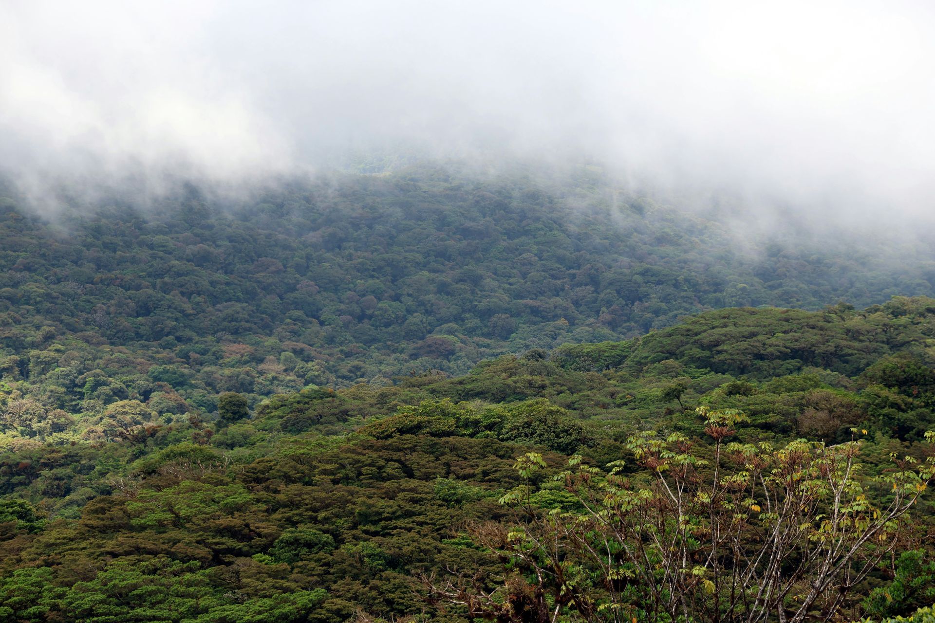 Green forest with low-lying fog obscuring the tops of the trees in the Monteverde Cloud Forest, Costa Rica.