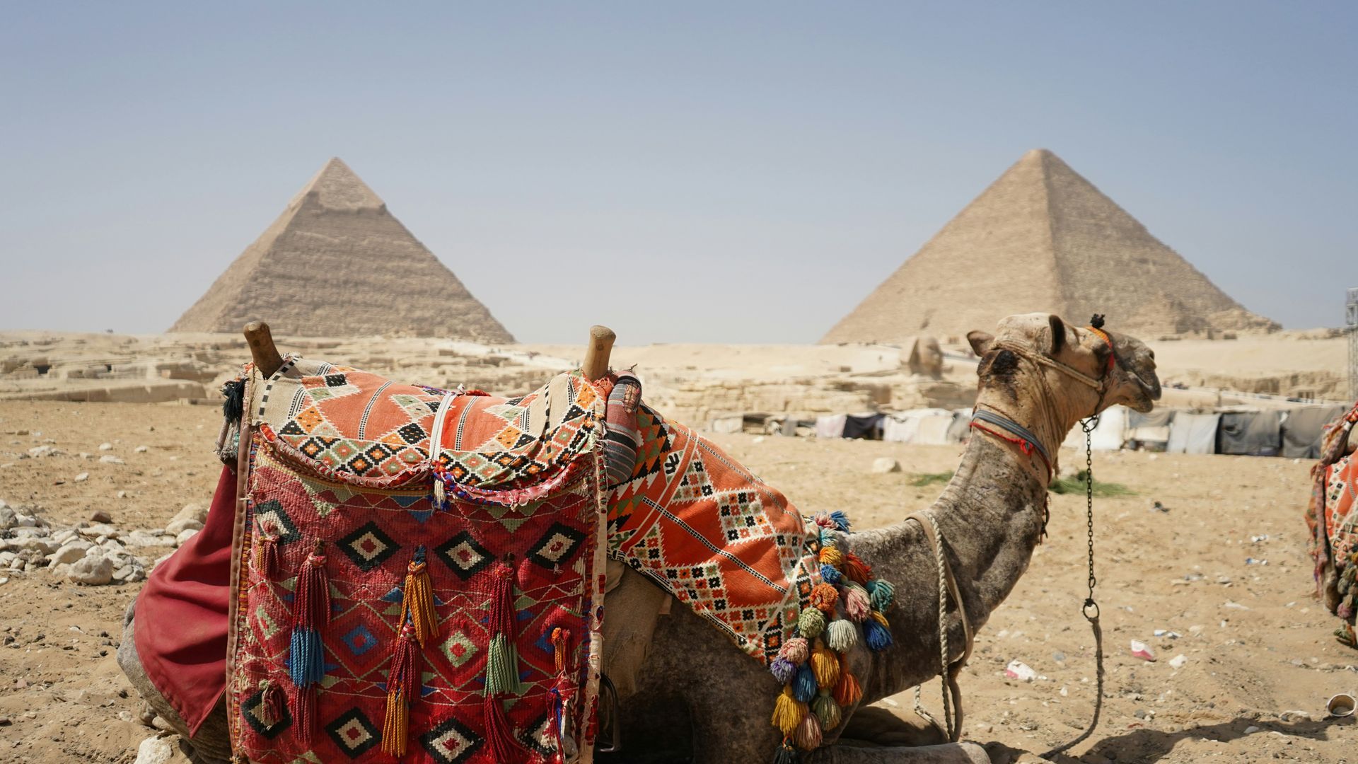 A camel is sitting in front of two pyramids in the desert in Egypt.
