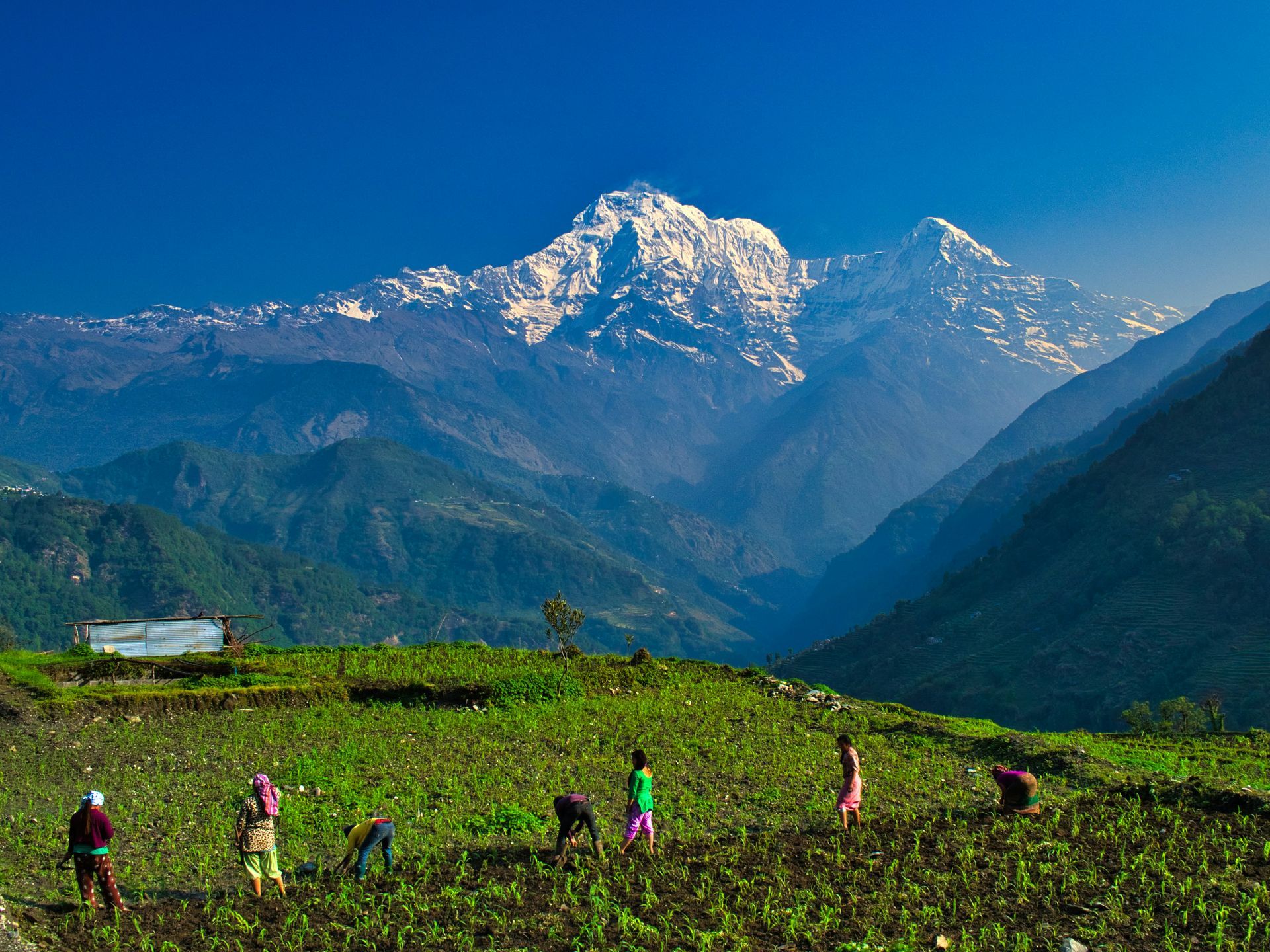 Farmers tending a field with a snow-capped mountain backdrop in Annapurna, Nepal.