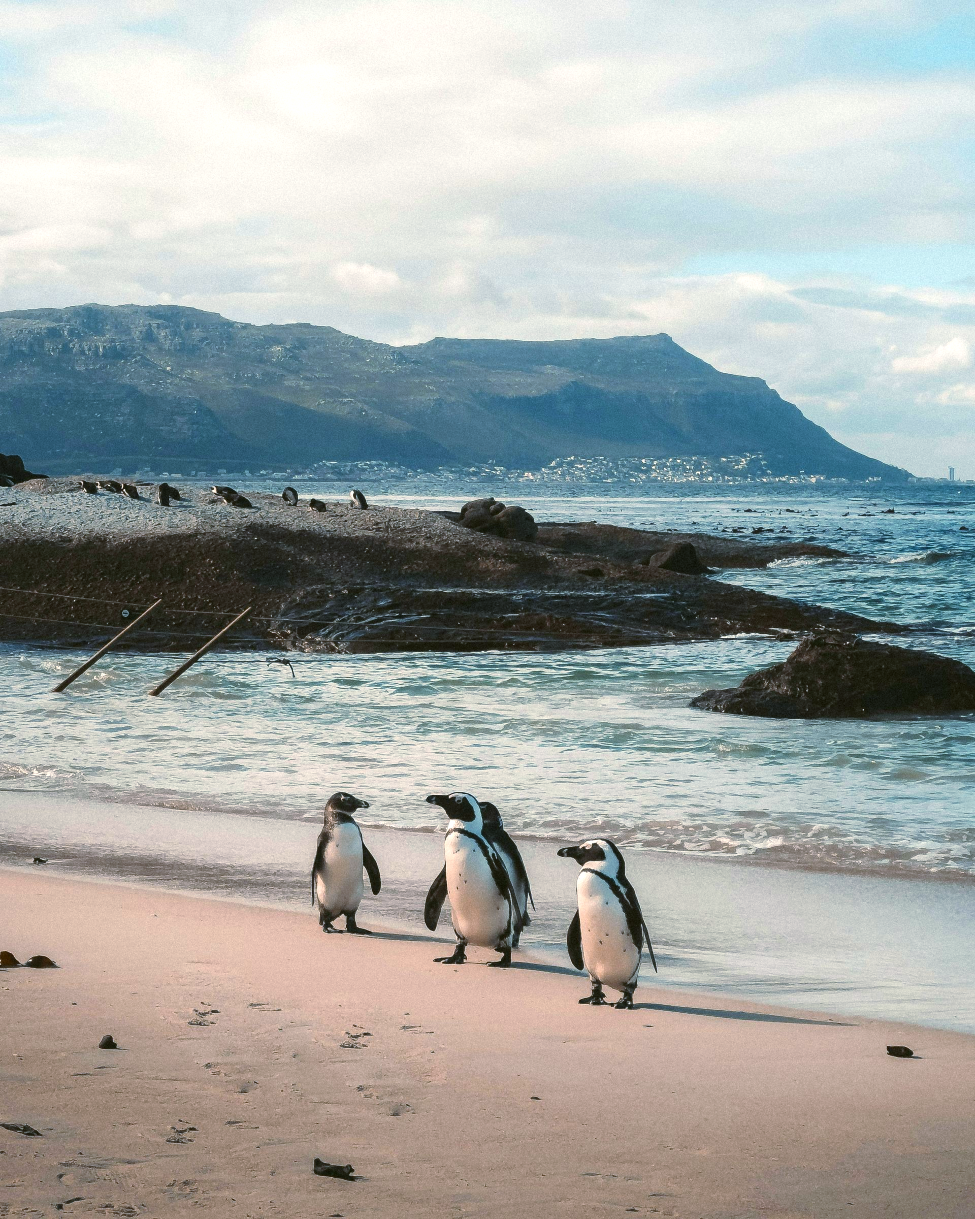Three penguins walk along Boulders Beach, with a mountain and ocean behind them on the Cape Peninsula, South Africa.