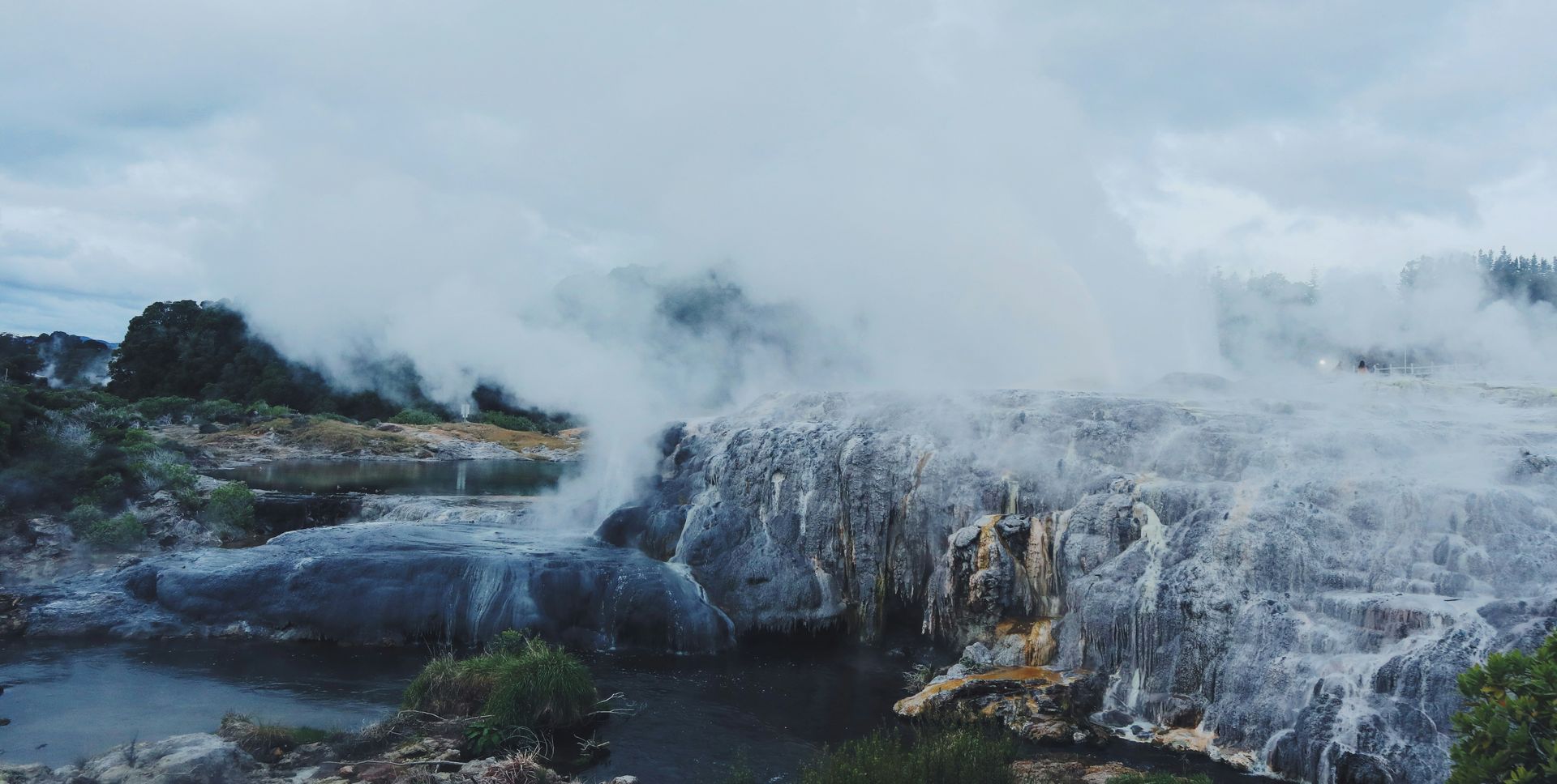 The Pohutu Geyser, surrounded by trees and steam coming out of it at Te Puia in Rotorua, New Zealand.