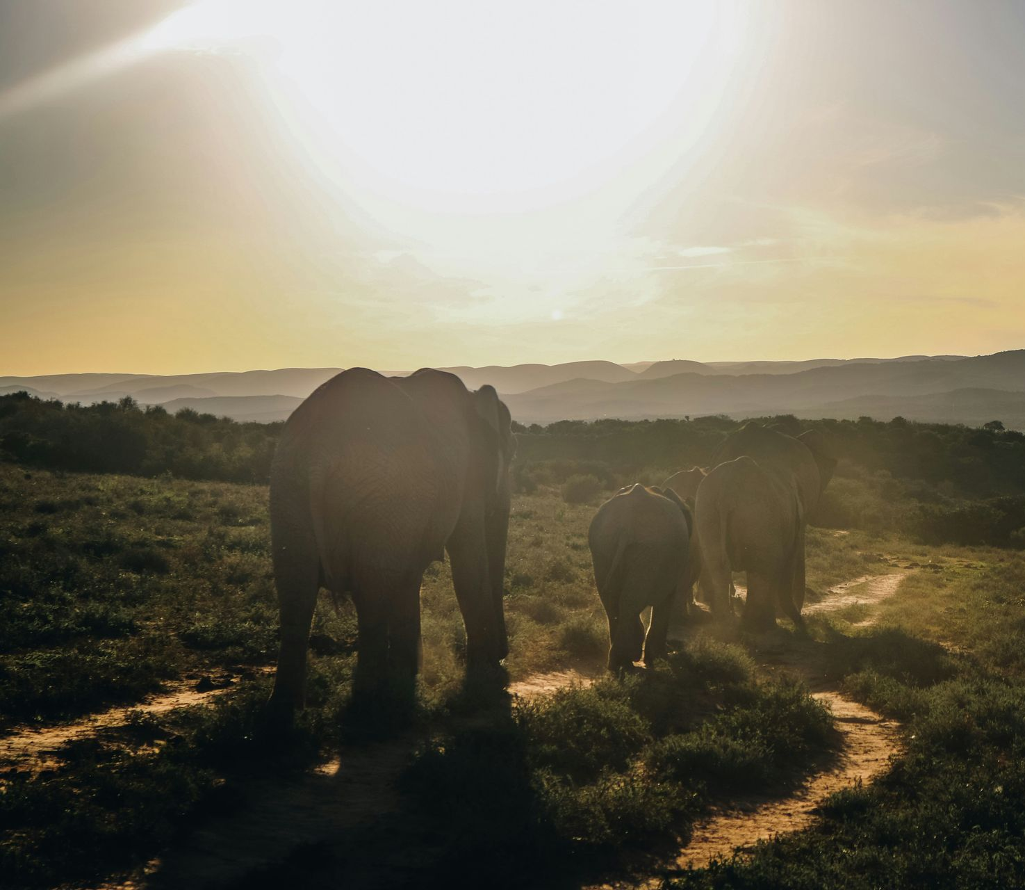 Three elephants walking along a dirt path, silhouetted by the setting sun in Addo Elephant National Park, South Africa.