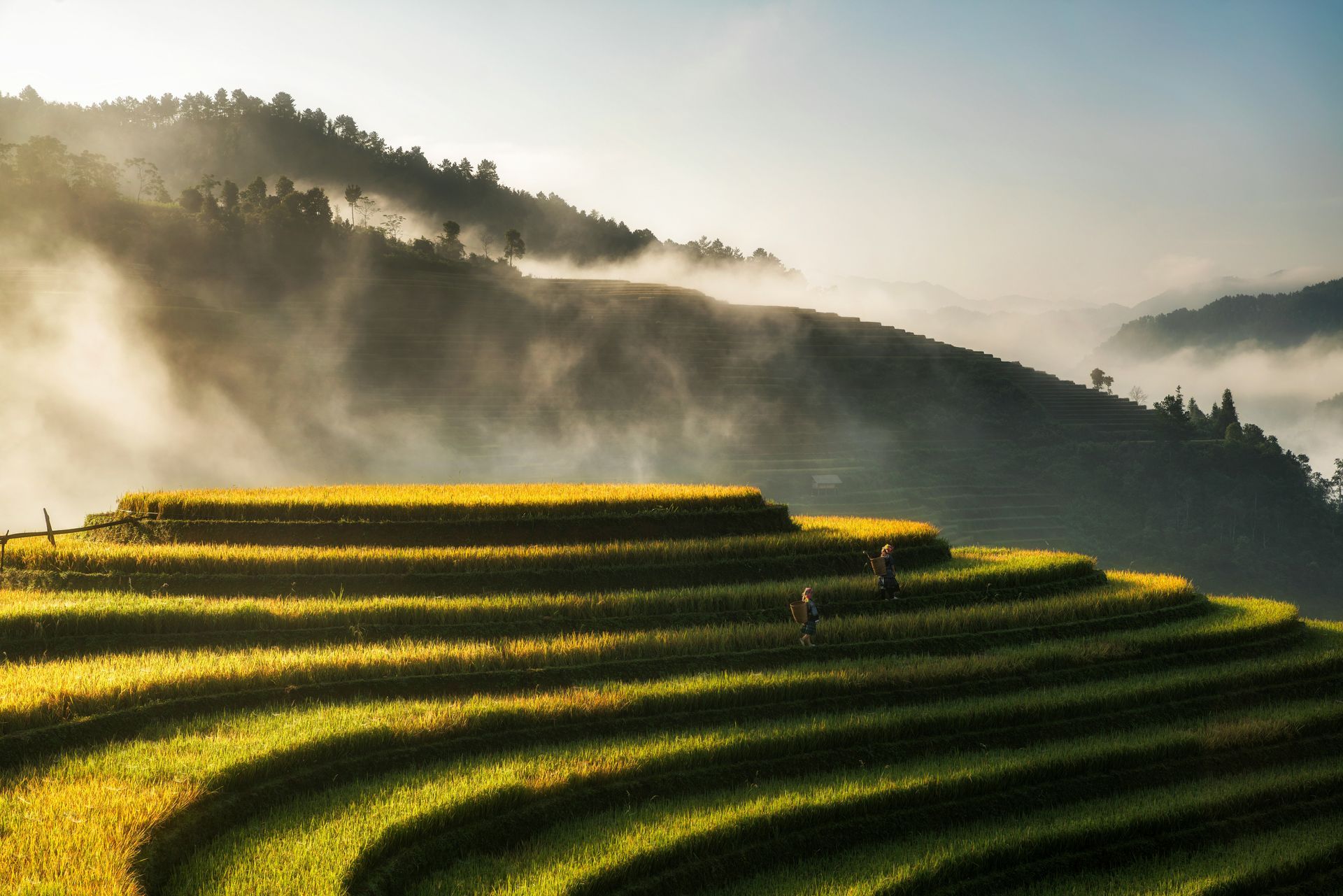 Terraced rice fields, with morning mist and figures working in Sapa, Vietnam. 