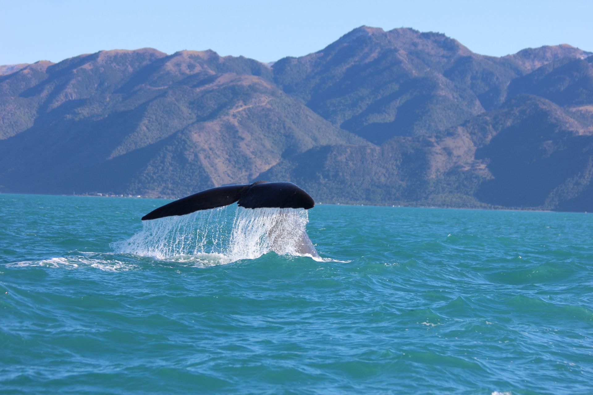 A humpback whale is swimming in the ocean with mountains in the background in Kaikōura, New Zealand.