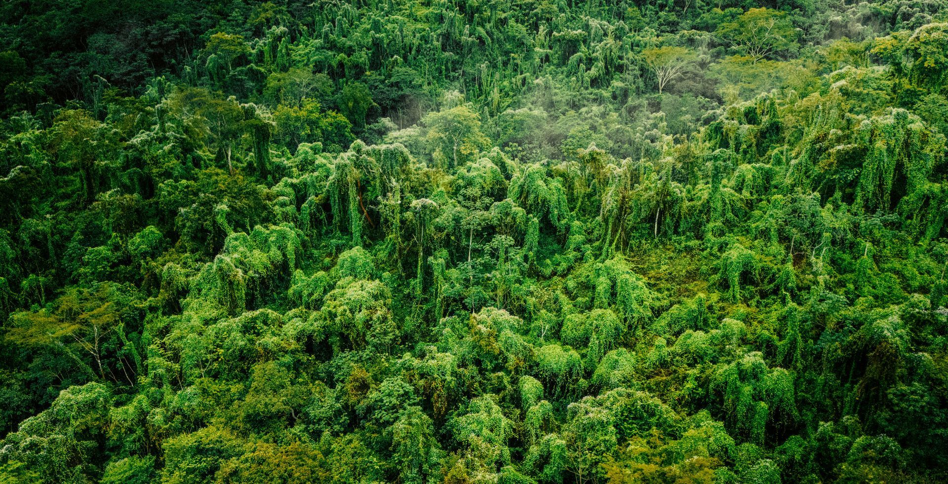 Dense, green rainforest canopy. Lush trees and vegetation in the Osa Peninsula, Costa Rica.