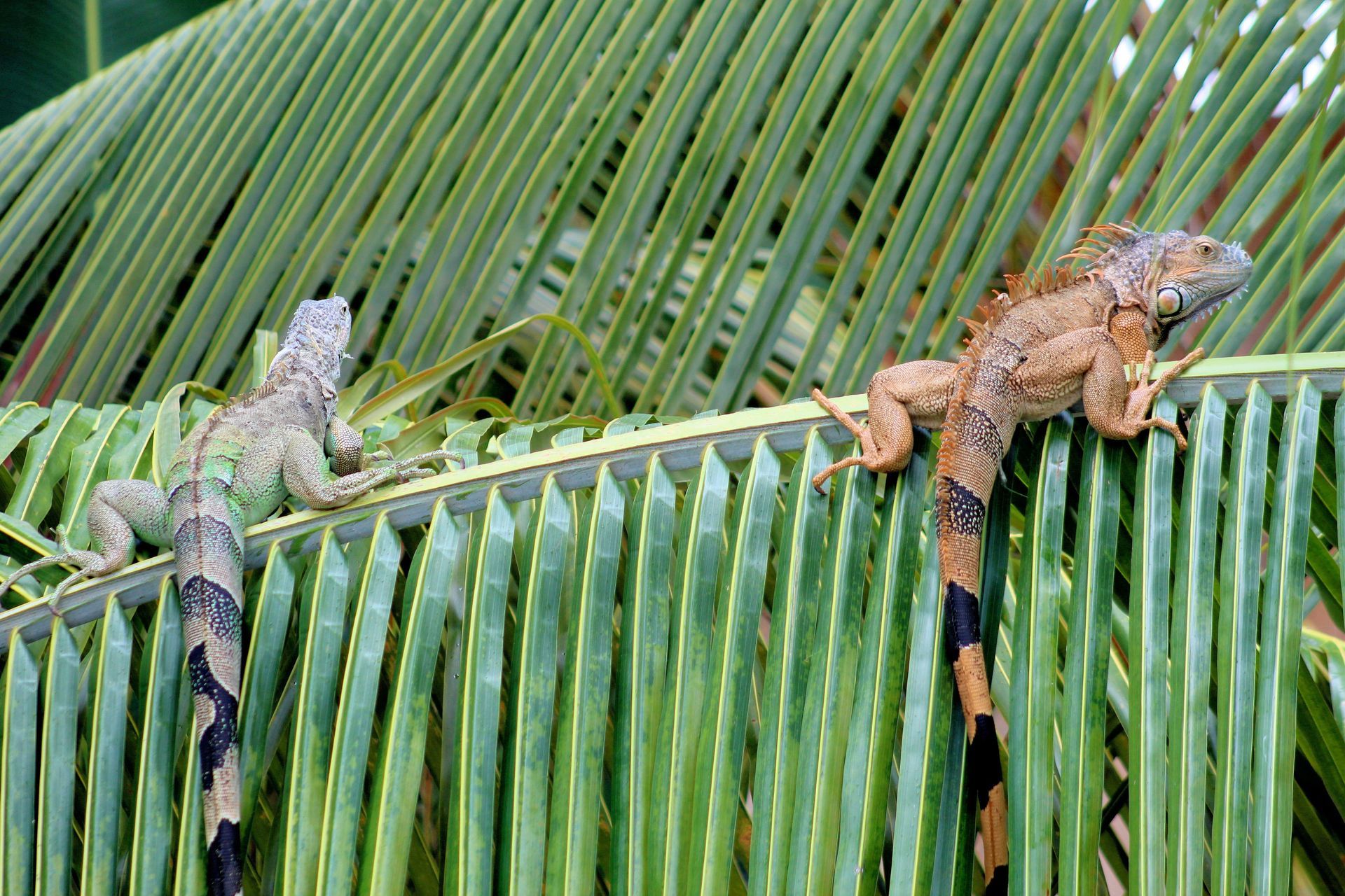 Two iguanas on a green palm frond in Placencia, Belize.
