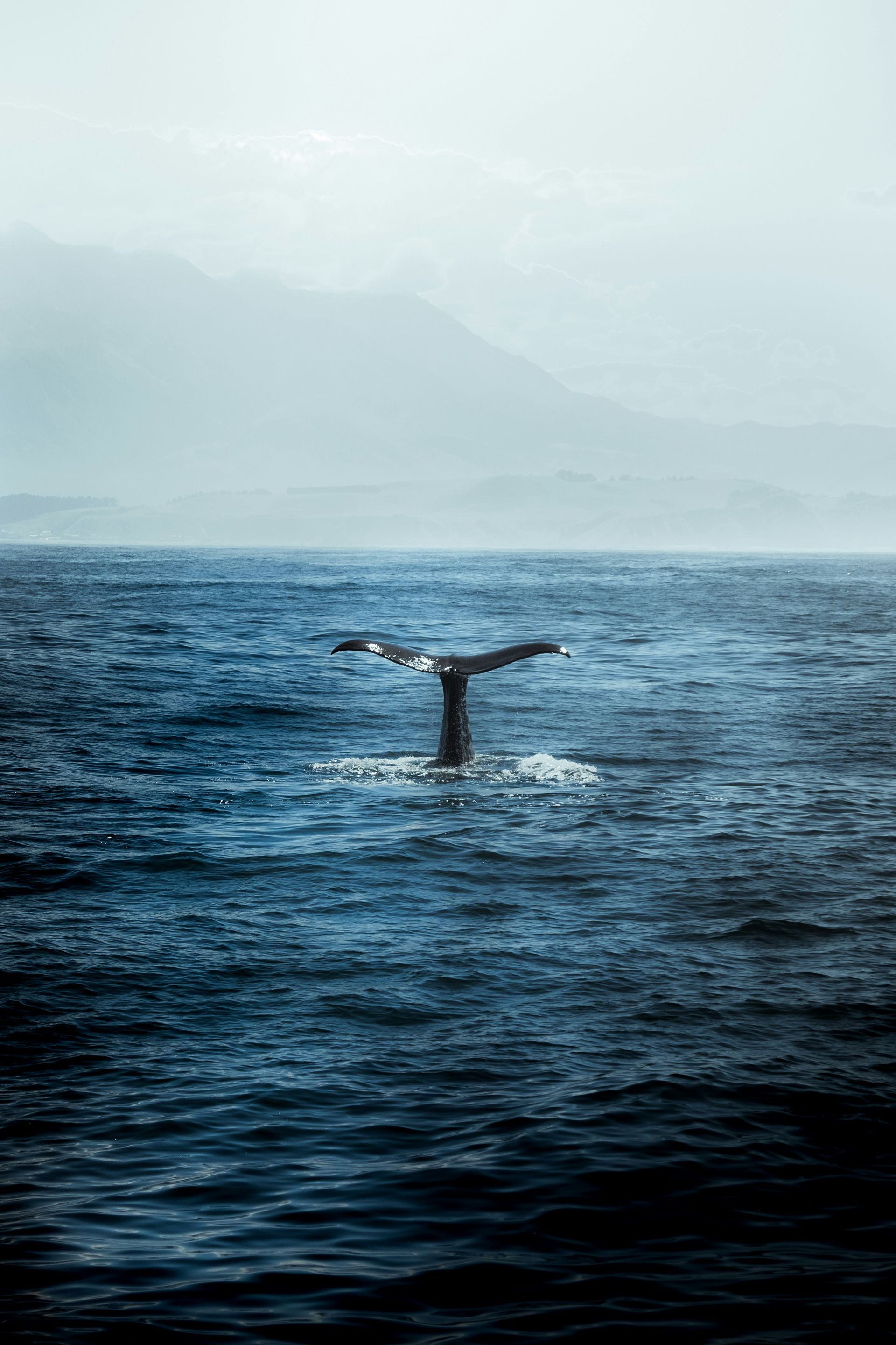 A humpback whale is swimming in the ocean in Kaikōura, New Zealand.