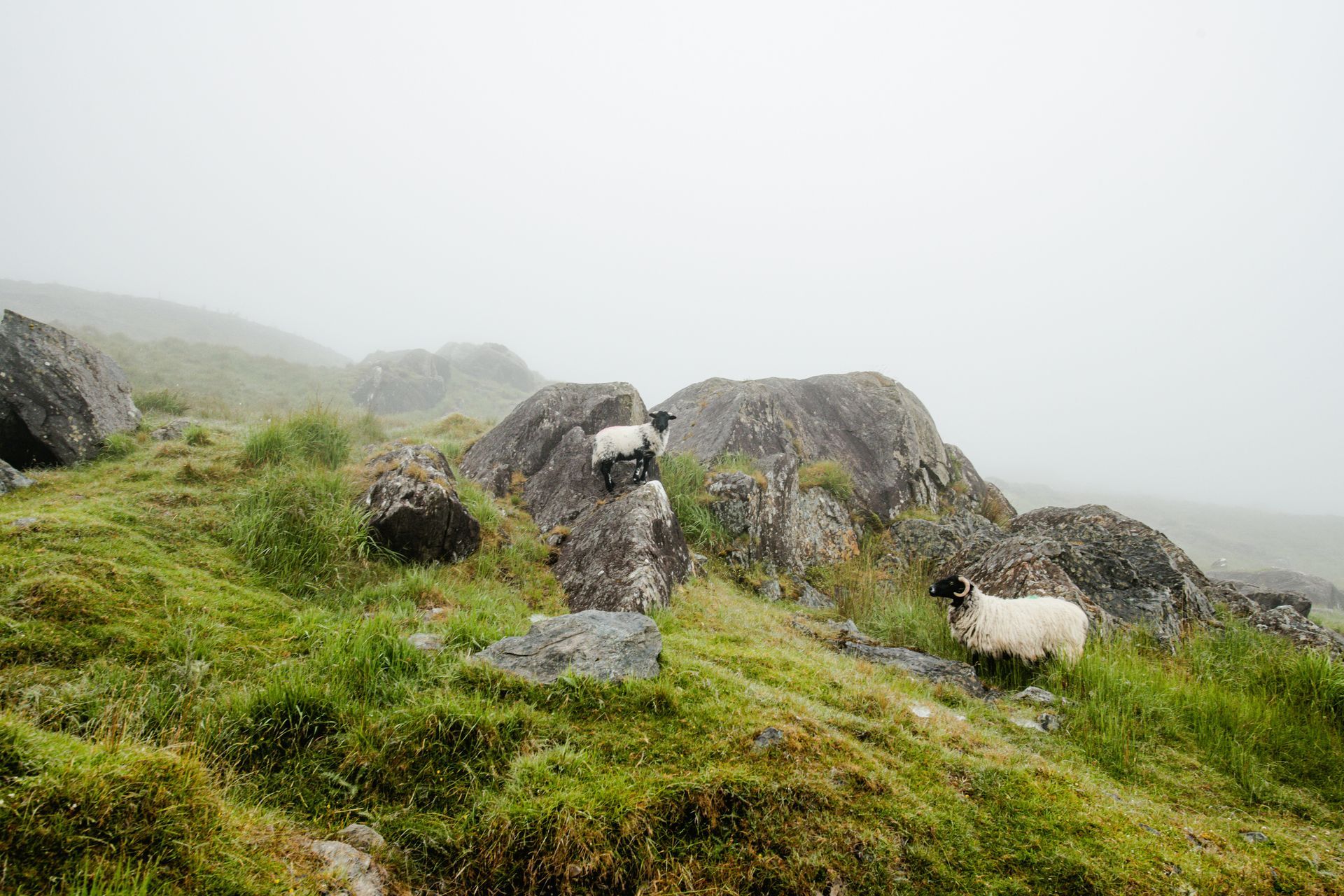 Two sheep are standing on top of a grassy hill in Ireland.