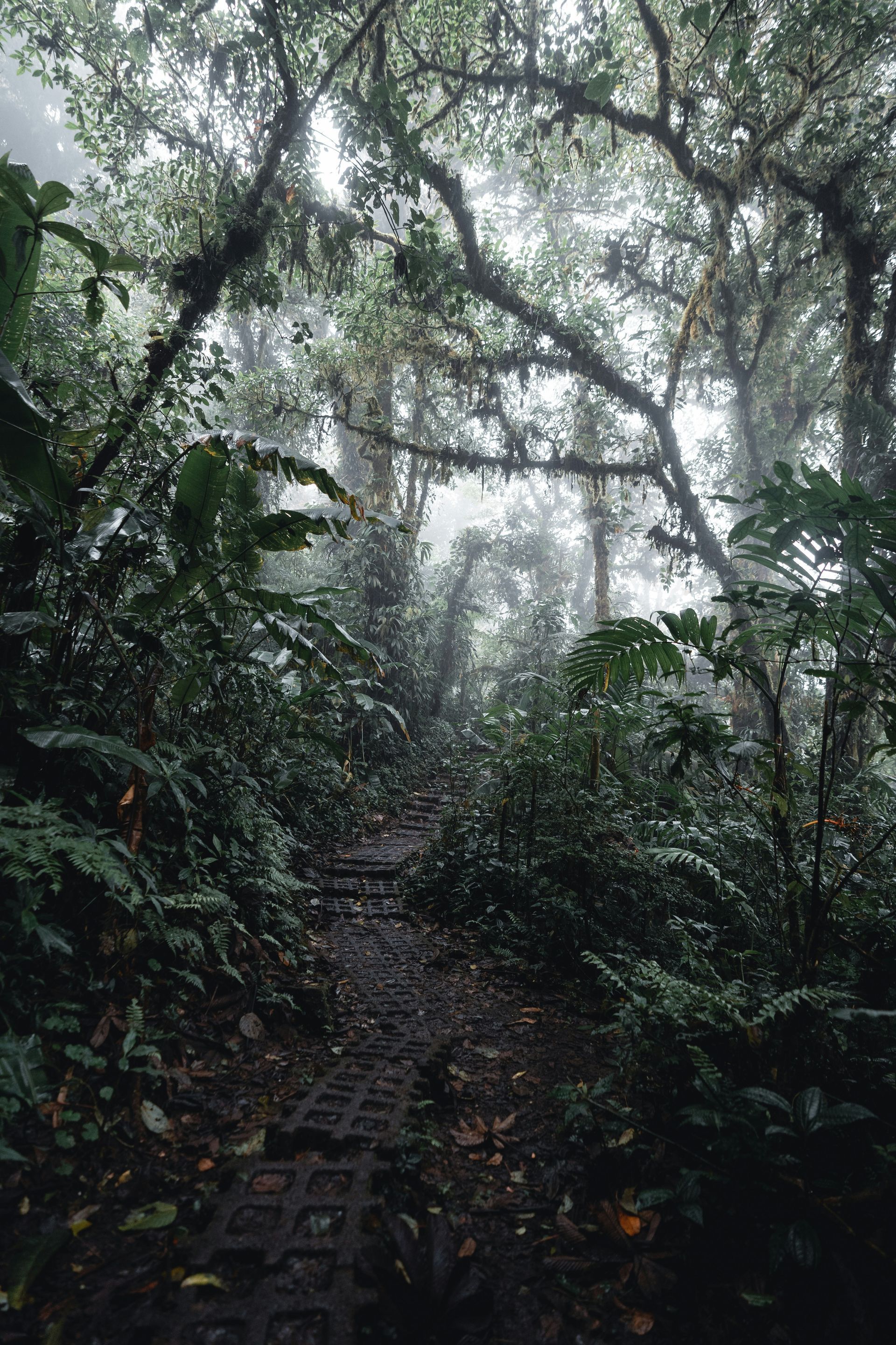A misty forest trail winds through dense green foliage and moss-covered branches in the Monteverde Cloud Forest, Costa Rica.