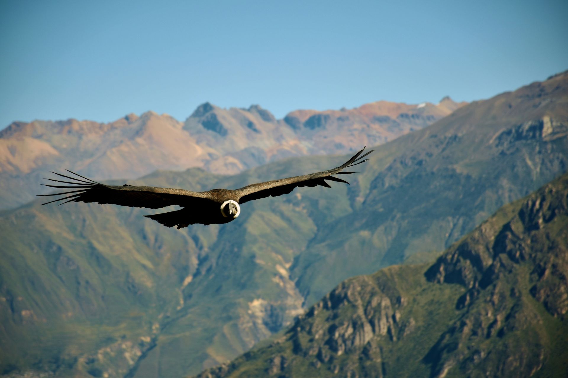 A large bird is flying over a mountain range in the Colca Canyon, Peru.