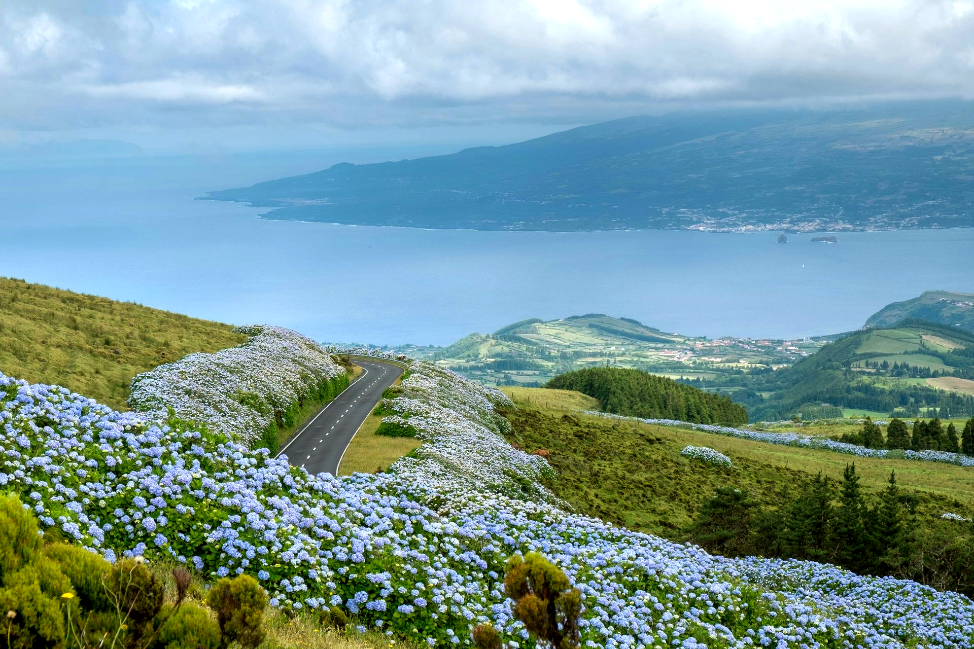 A winding road through hills covered in blue hydrangeas overlooking a blue sea on the island of Azores, Portugal.