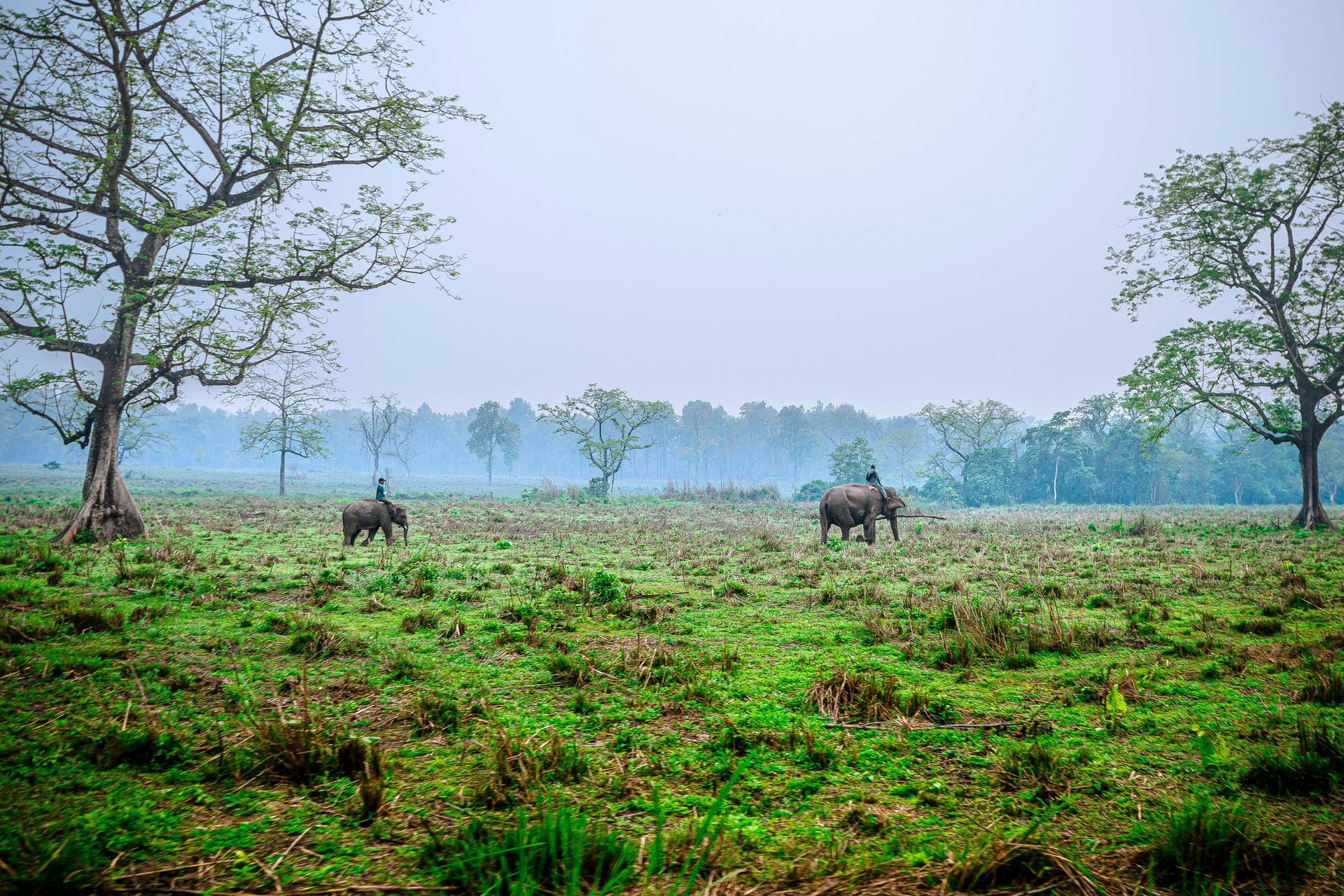 Two elephants roam a grassy field, flanked by bare trees at Chitwan National Park, Nepal.