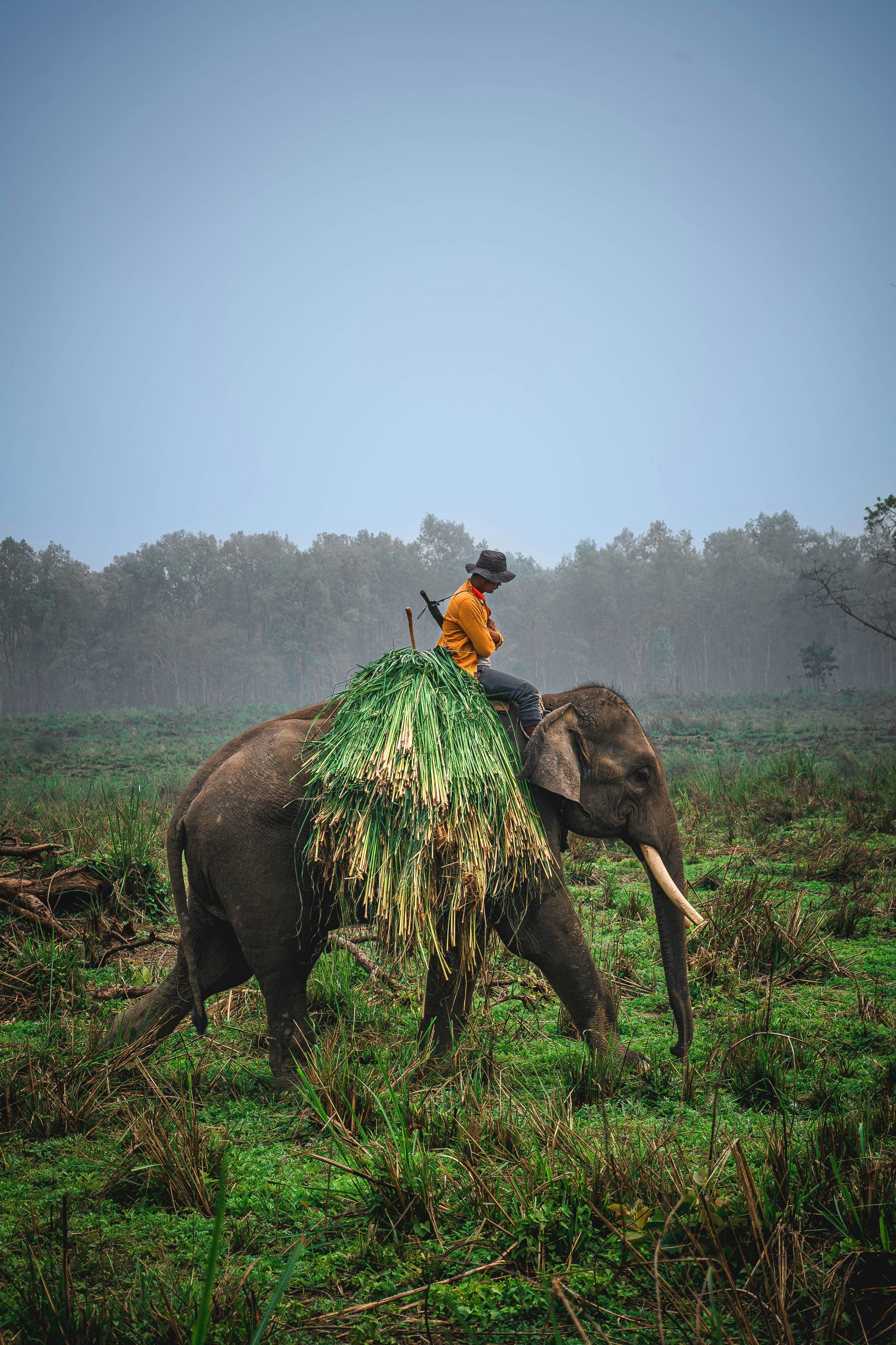 Elephant with rider, covered in greenery, walks through a grassy field at Chitwan National Park, Nepal.